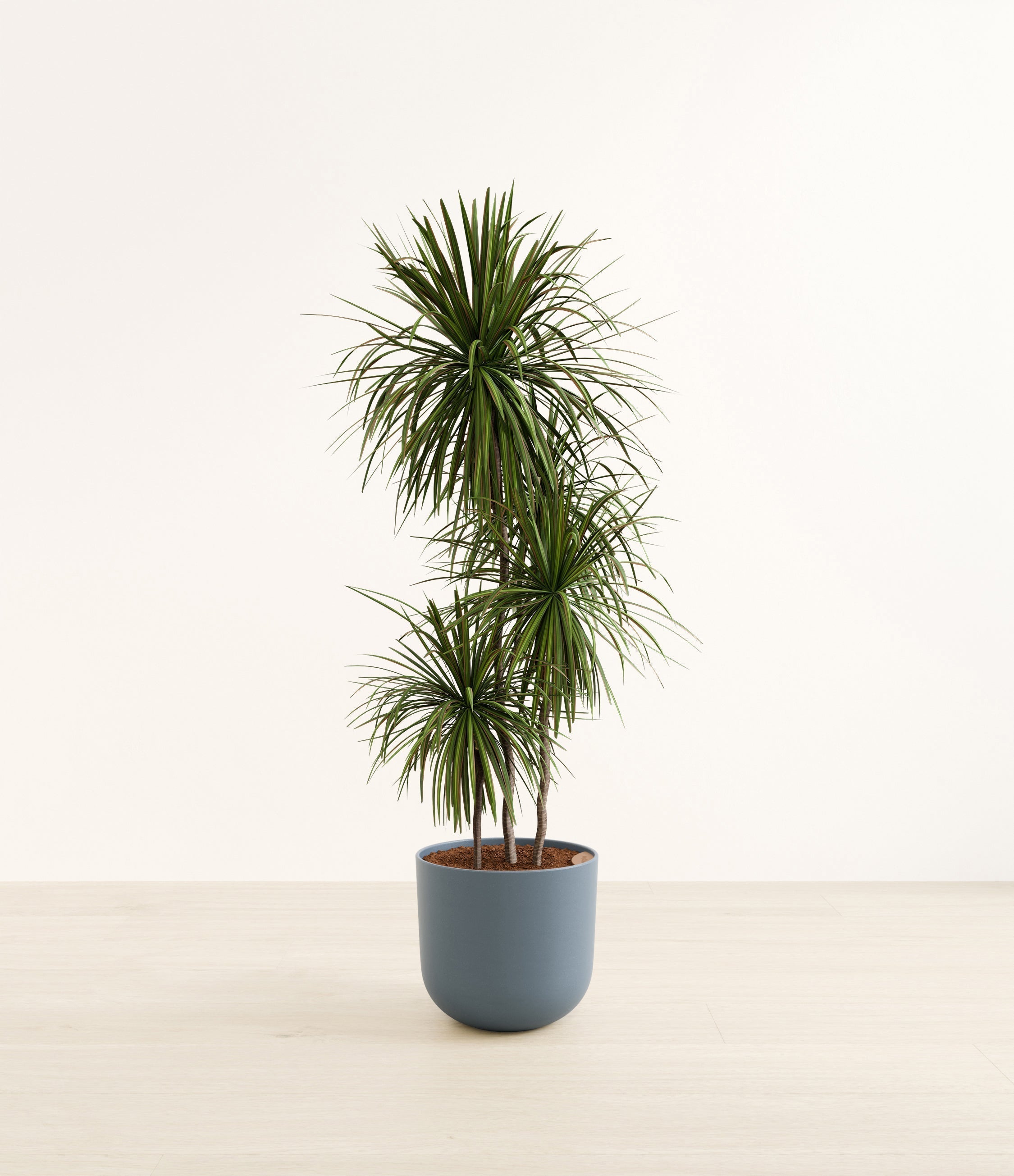 Dracaena Bicolor plant