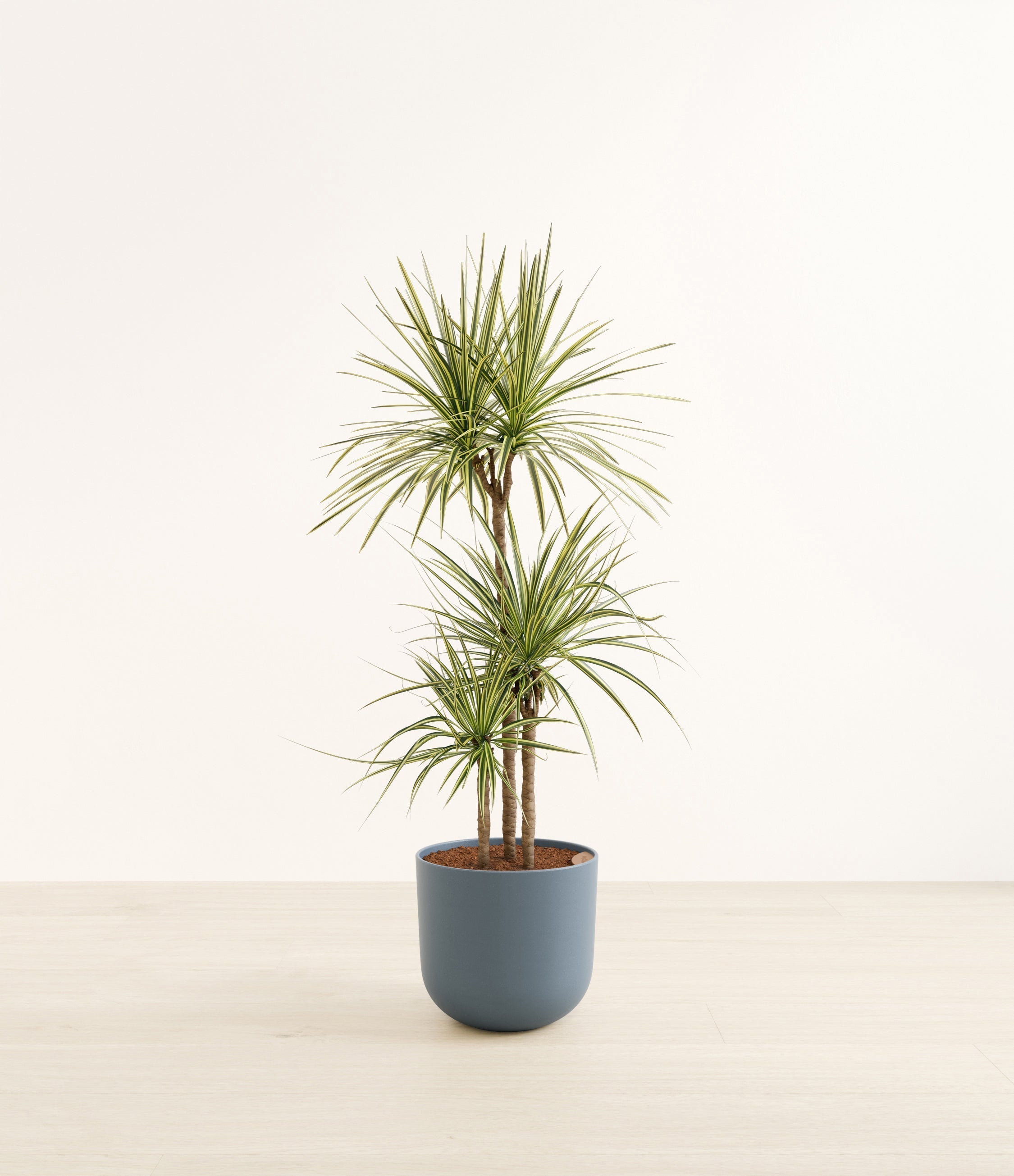 Dracaena Kiwi plant