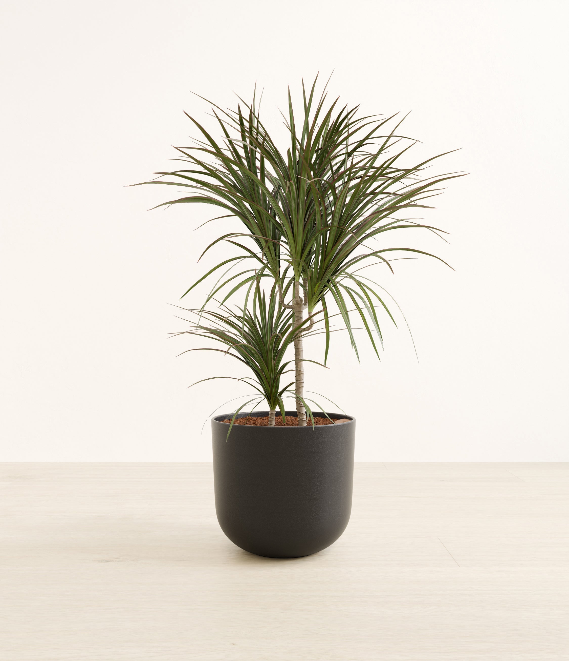 Dracaena Magenta plant