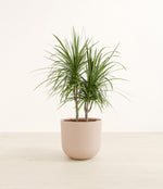Dracaena Marginata plant