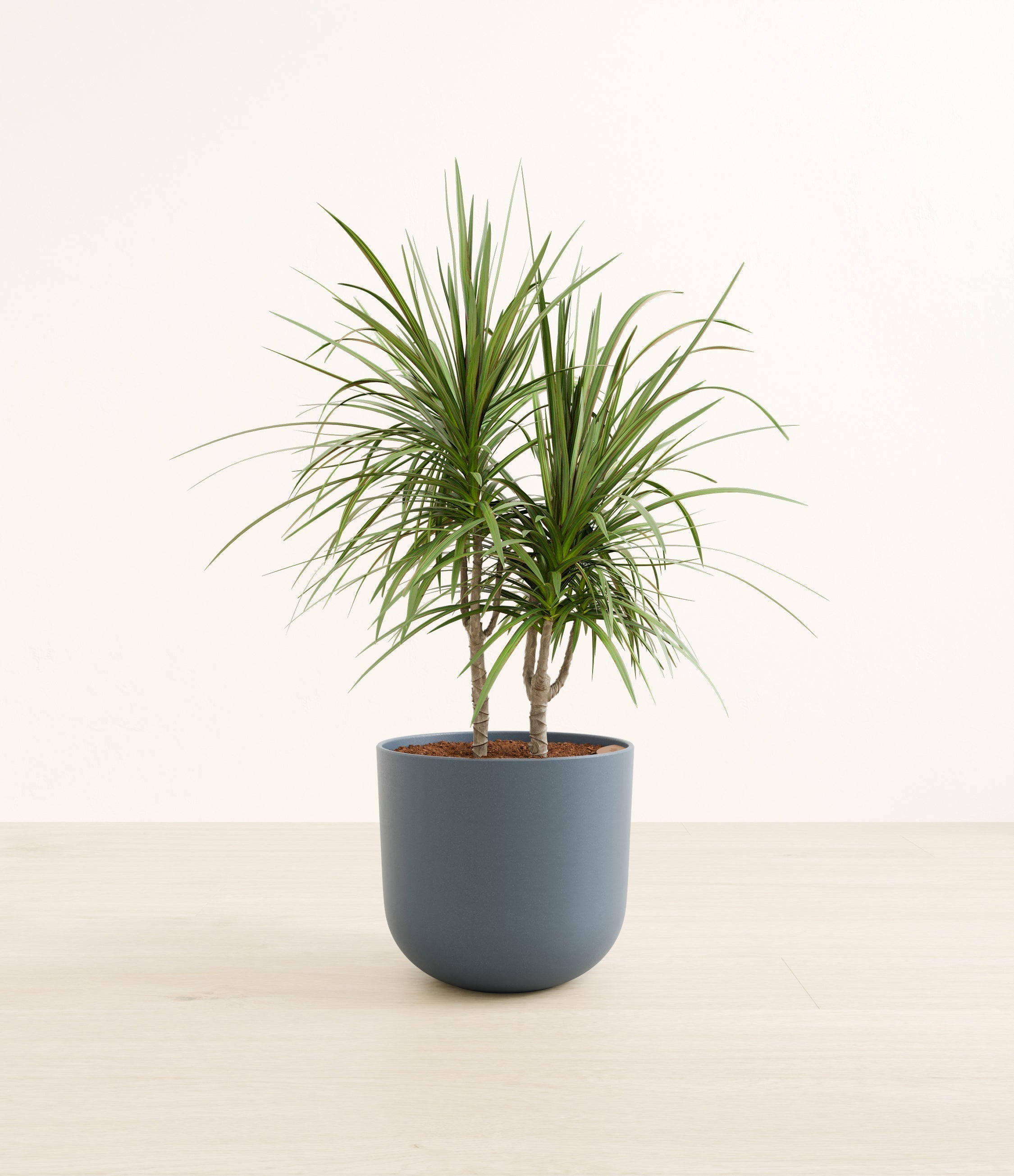 Dracaena Marginata plant
