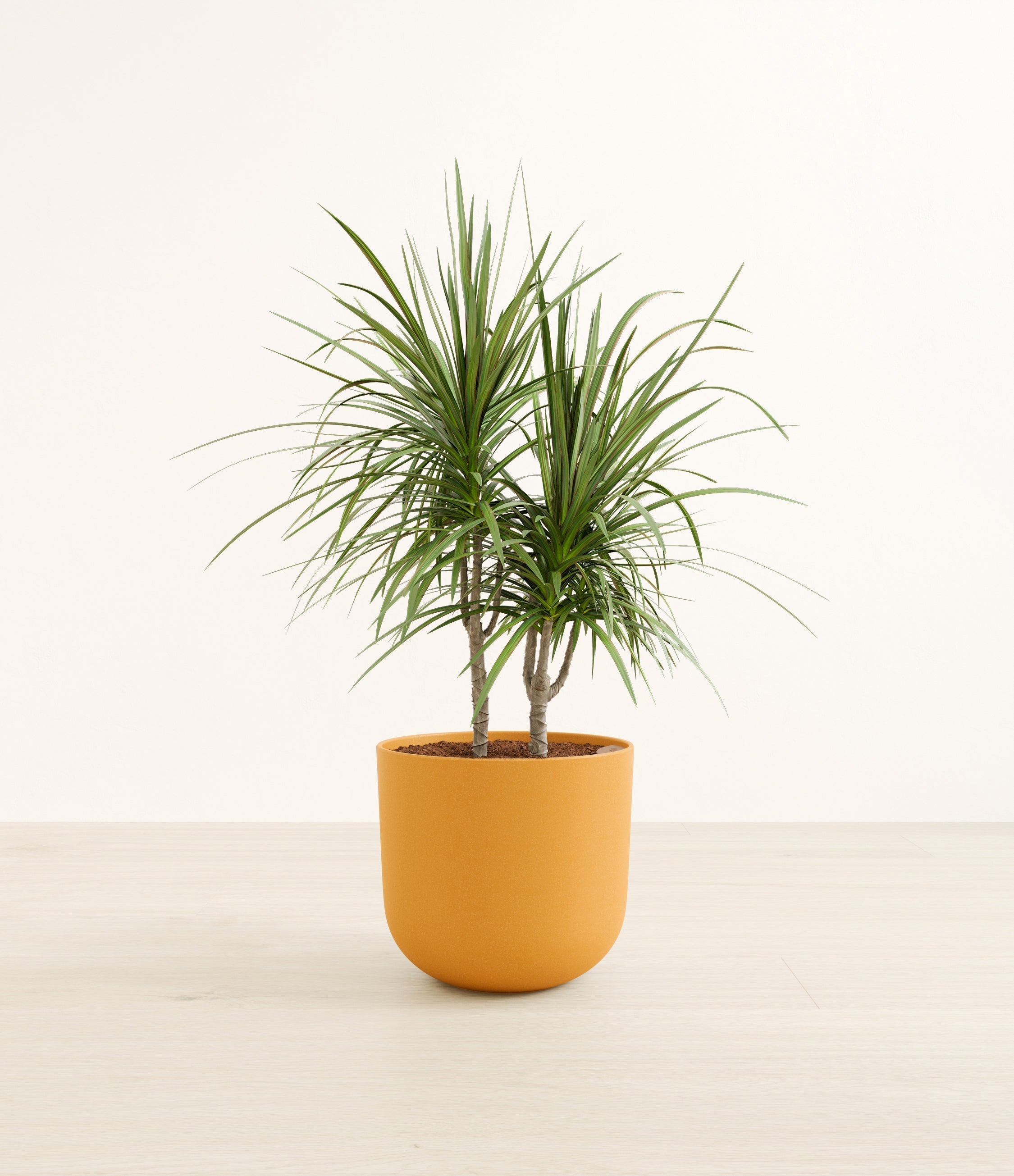 Dracaena Marginata plant