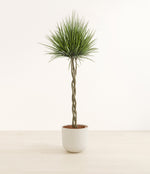 Dragon Tree Braided plant