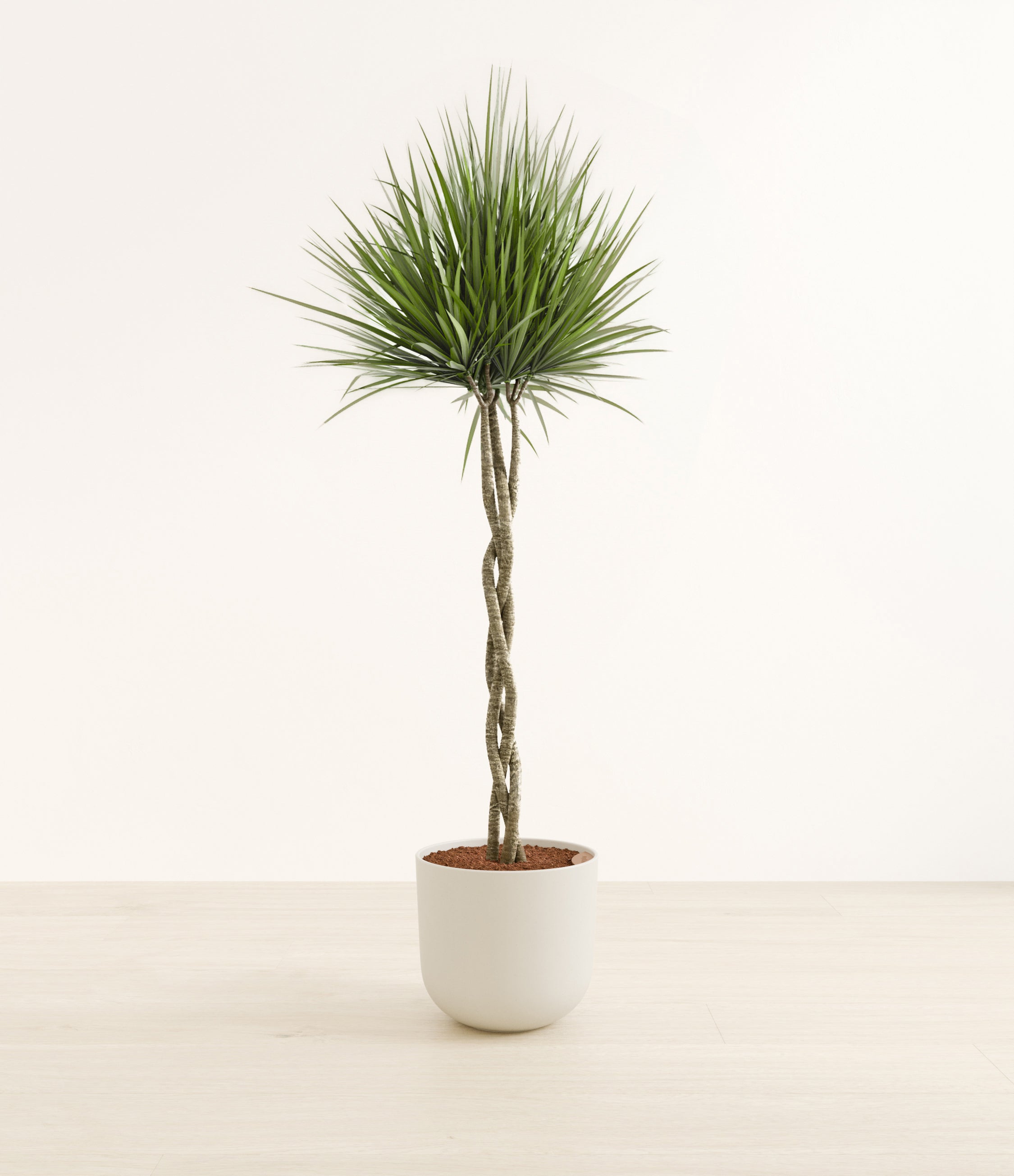 Dragon Tree Braided plant