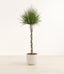 Dragon Tree Braided plant