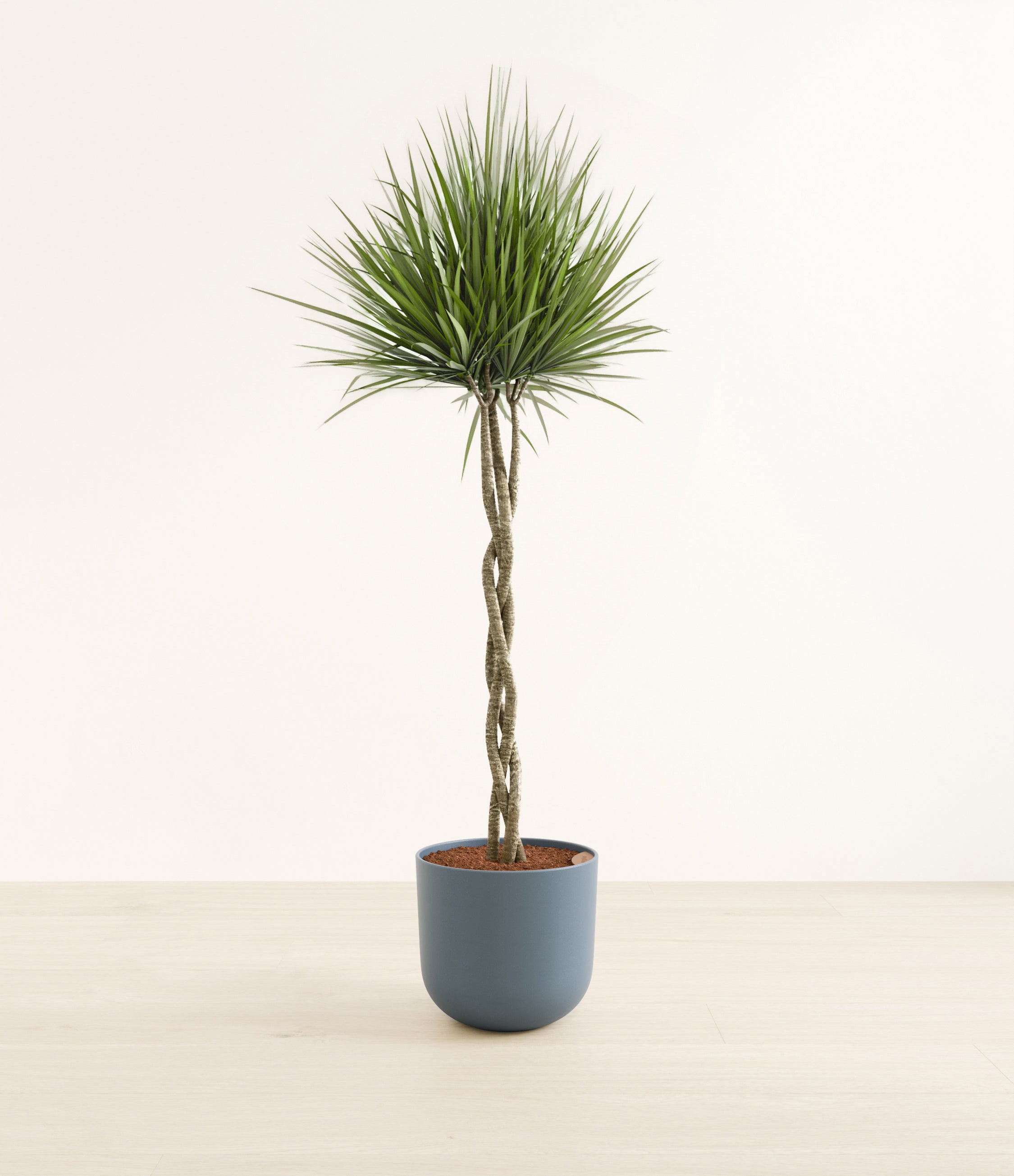 Dragon Tree Braided plant
