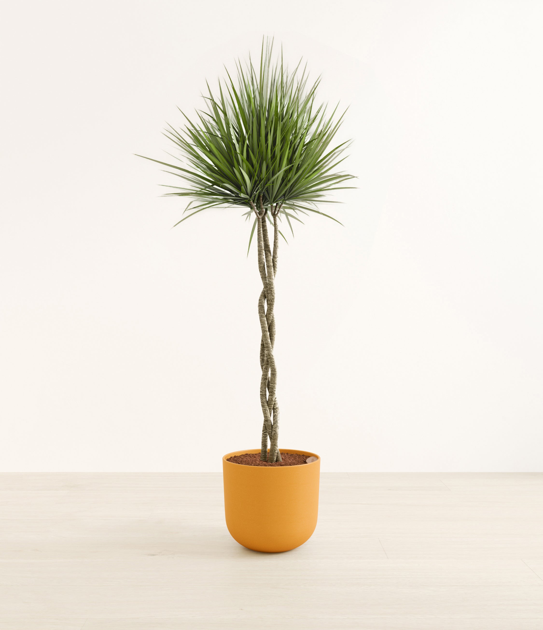 Dragon Tree Braided plant