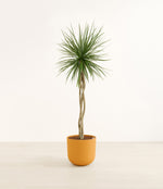 Dragon Tree Open Weave plant