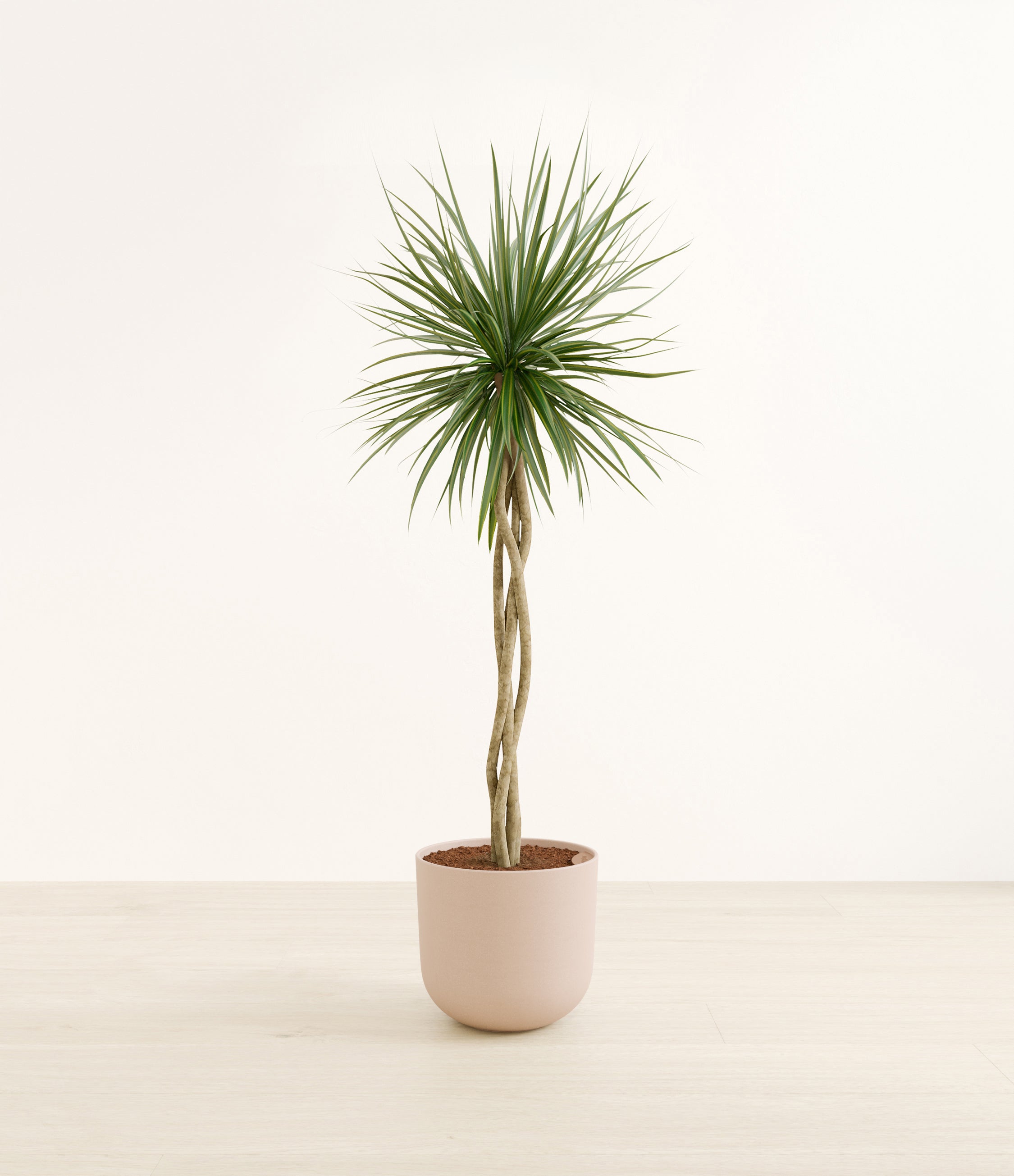 Dragon Tree Open Weave plant