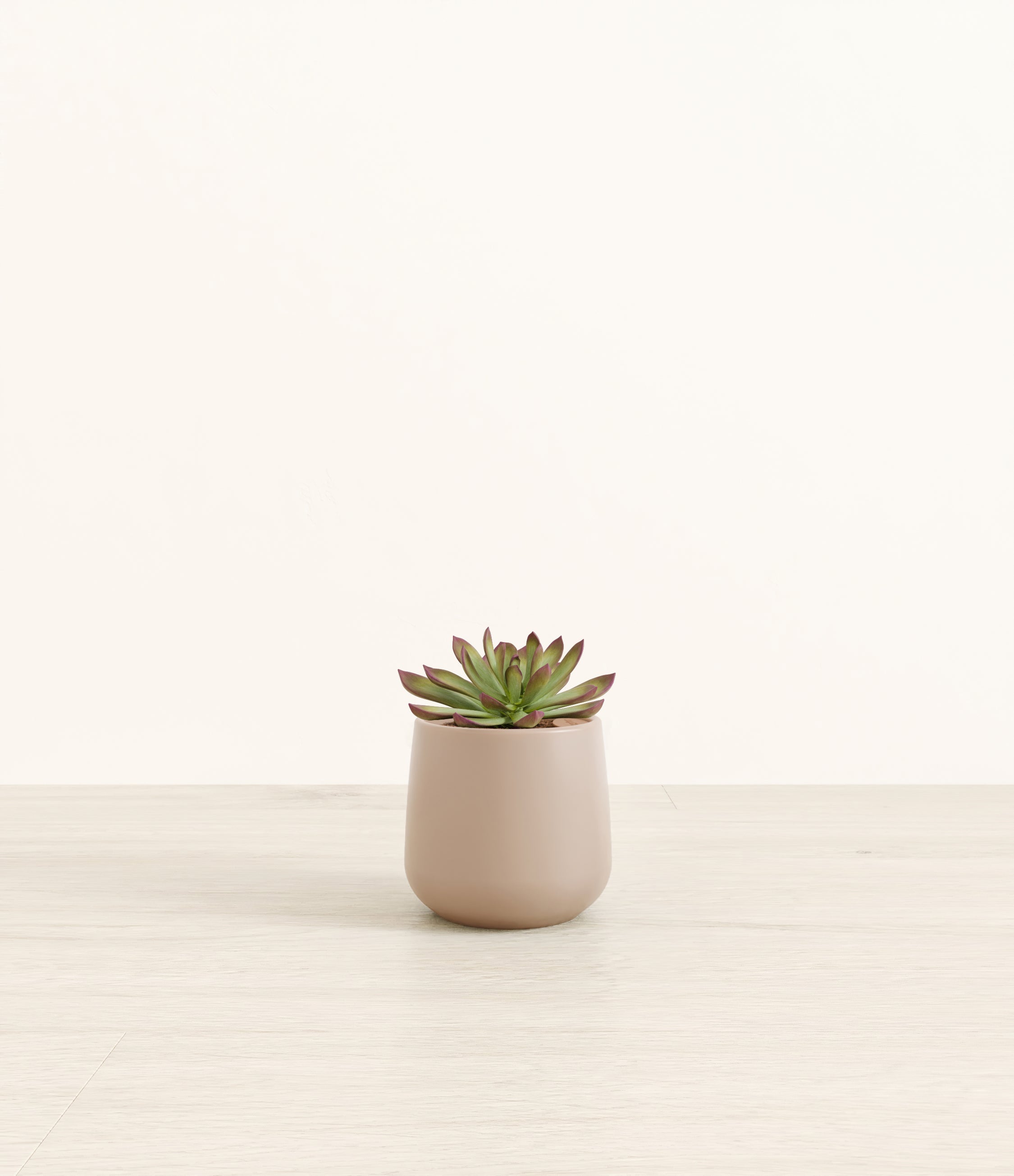 Echeveria Miranda plant