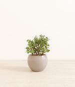 Elephant Bush plant
