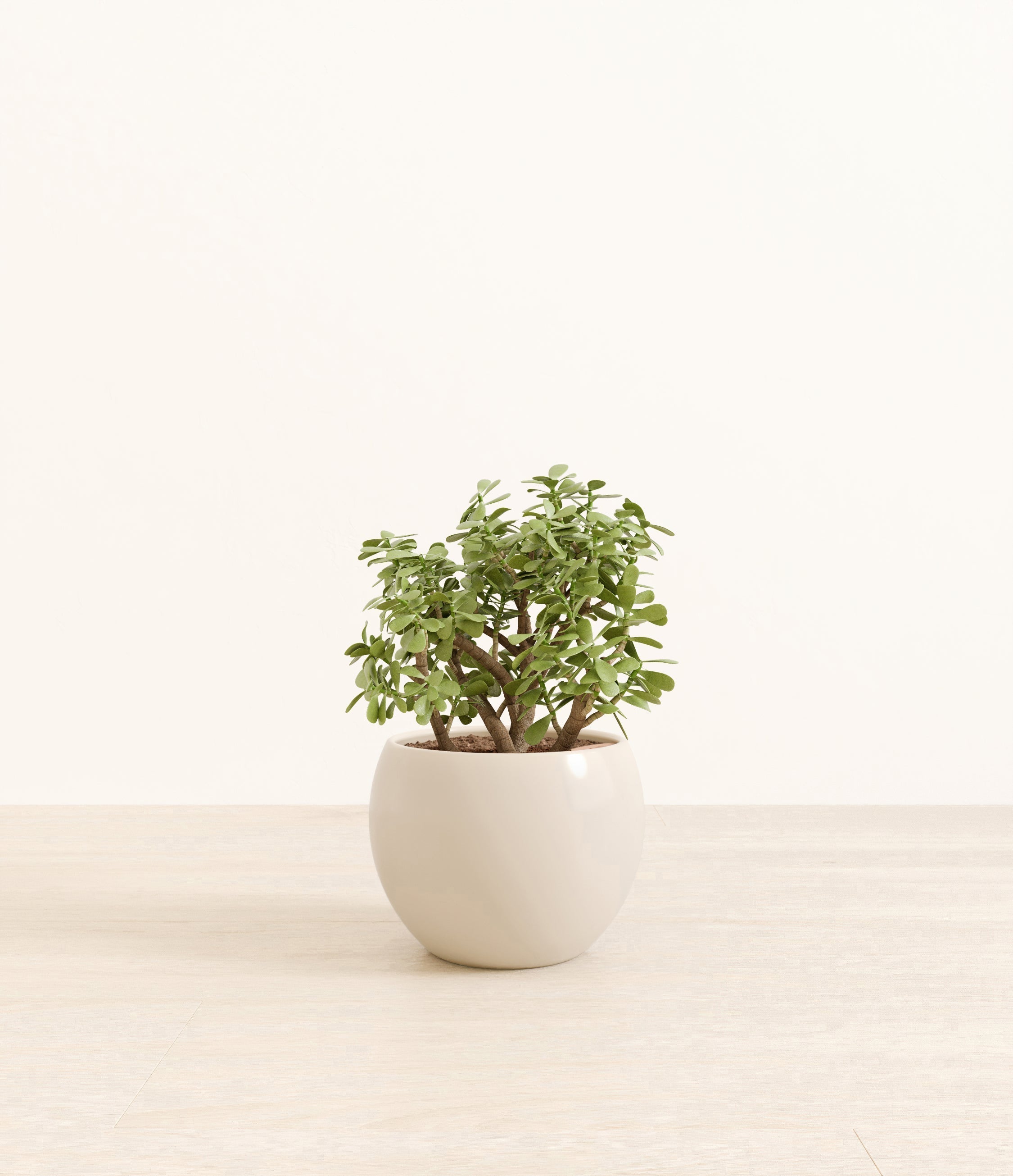 Elephant Bush plant