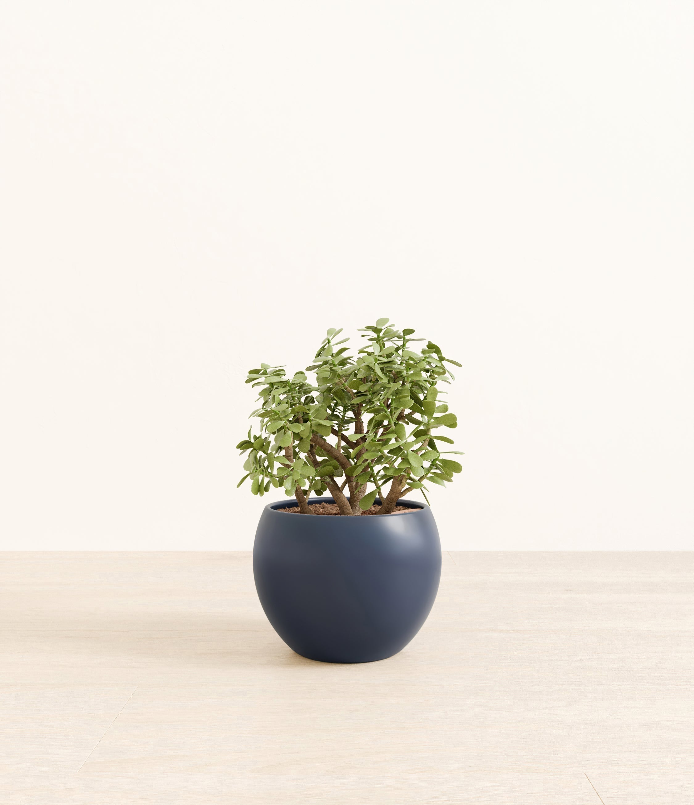 Elephant Bush plant