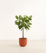 Ficus Altissima plant