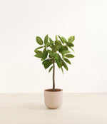 Ficus Altissima plant