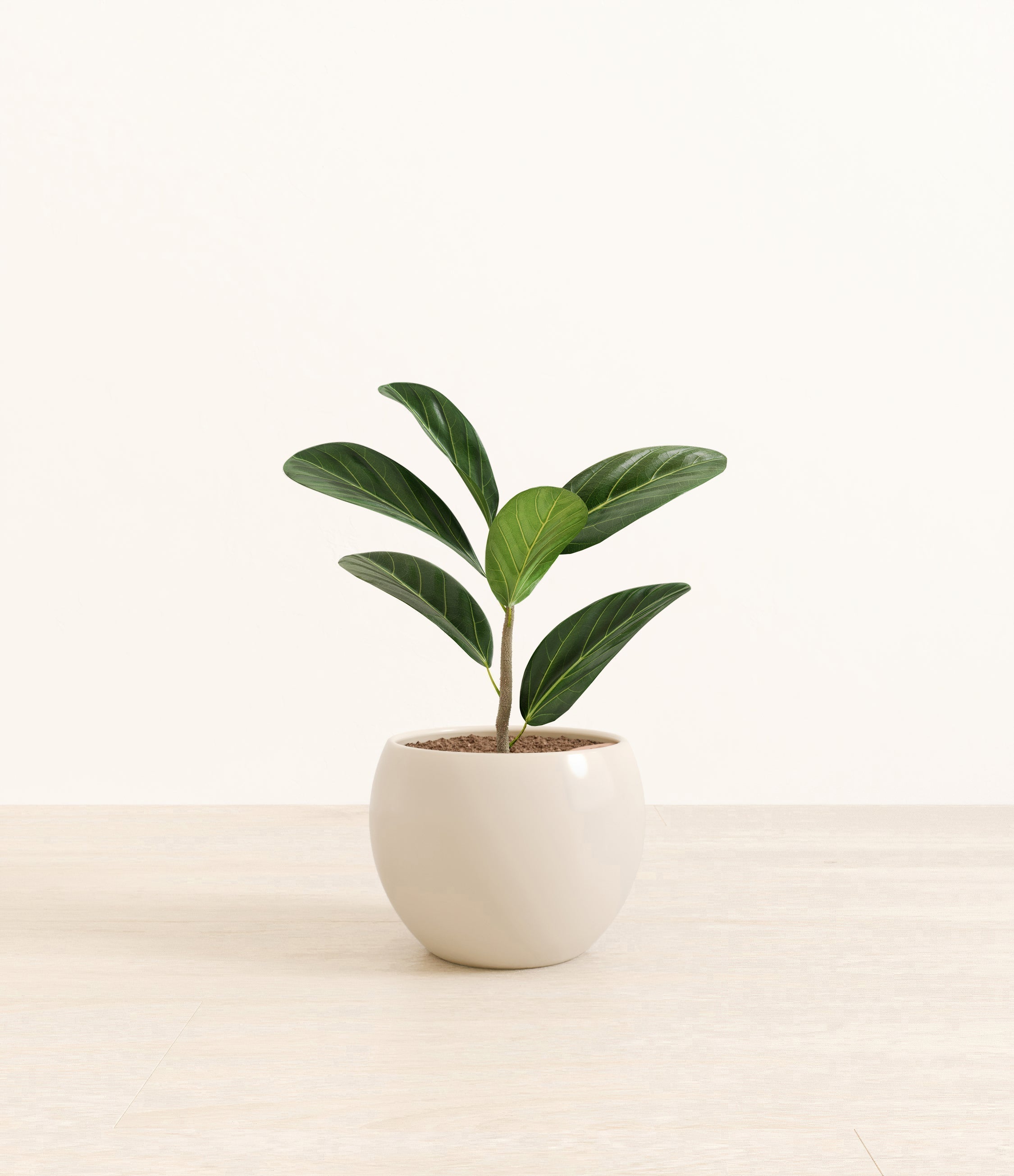 Ficus Audrey plant