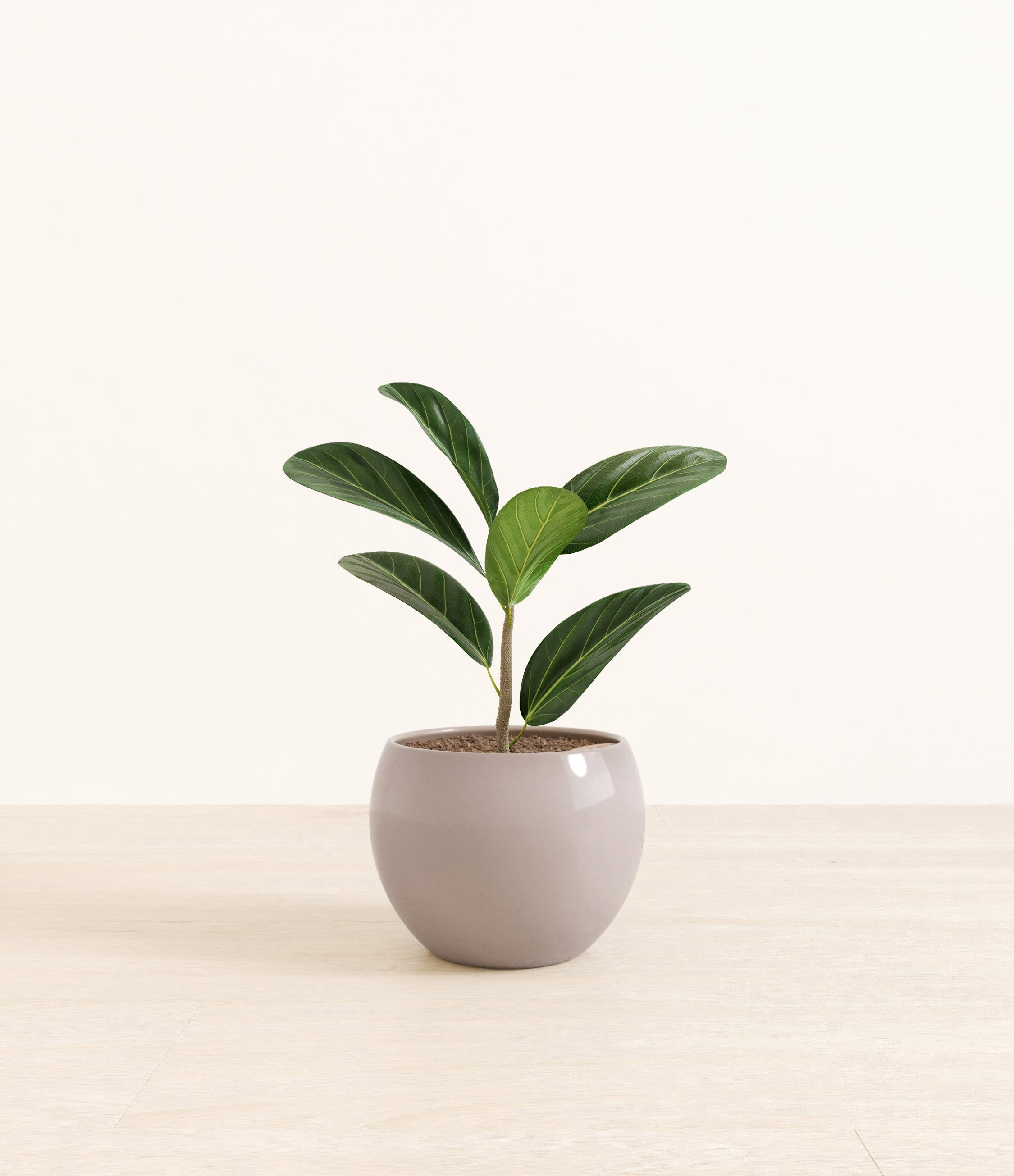 Ficus Audrey plant
