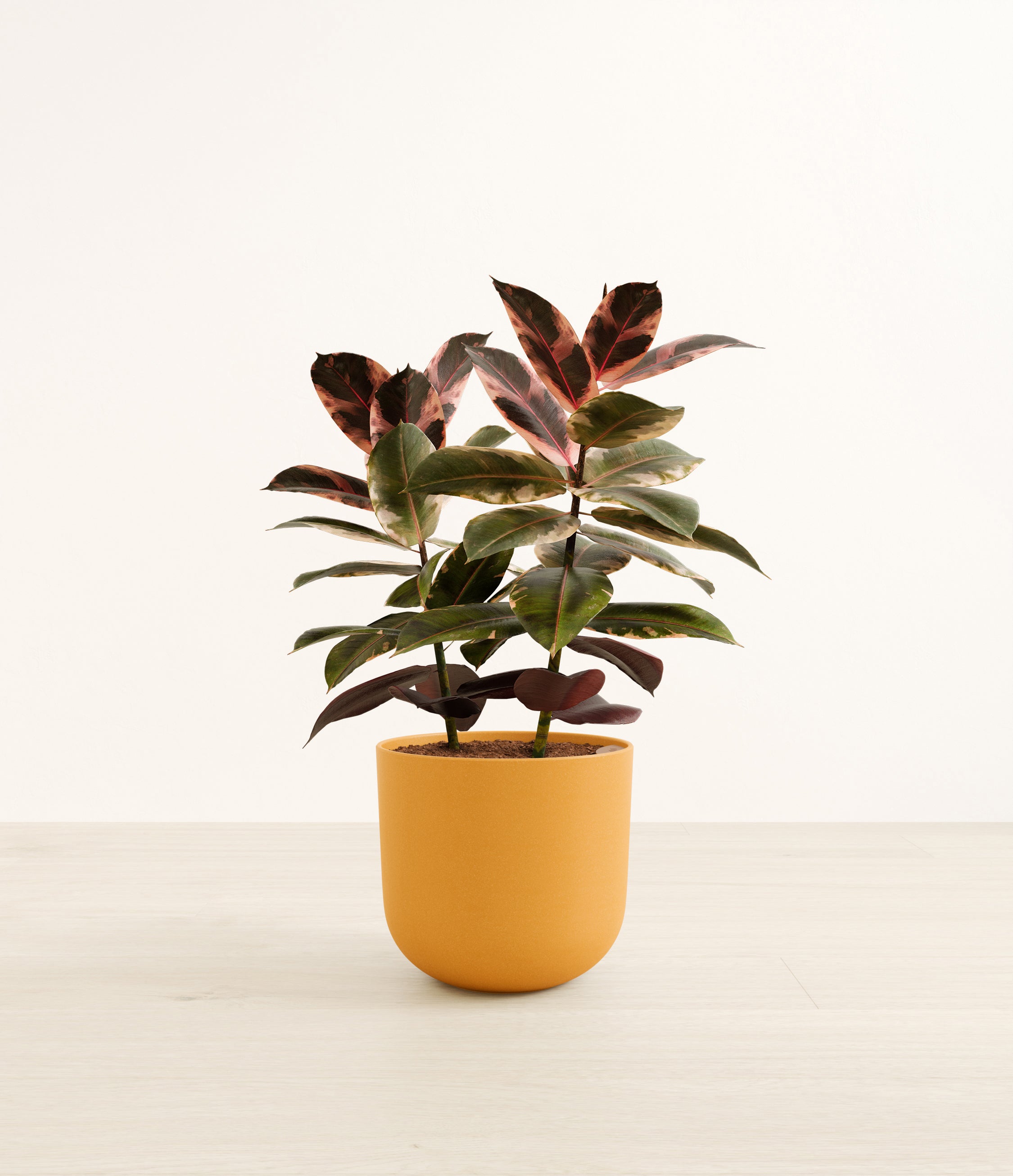 Ficus Ruby plant
