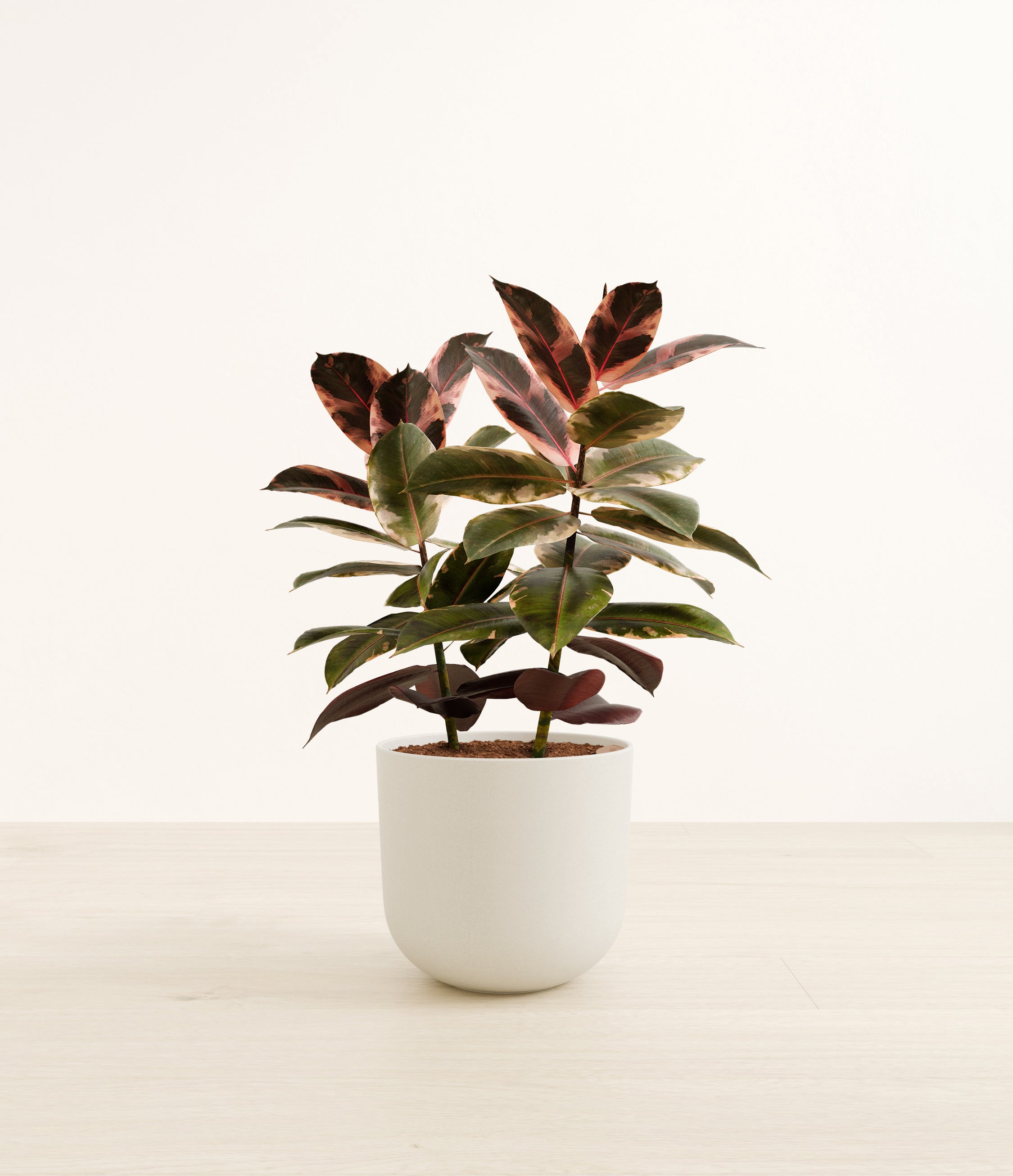 Ficus Ruby plant