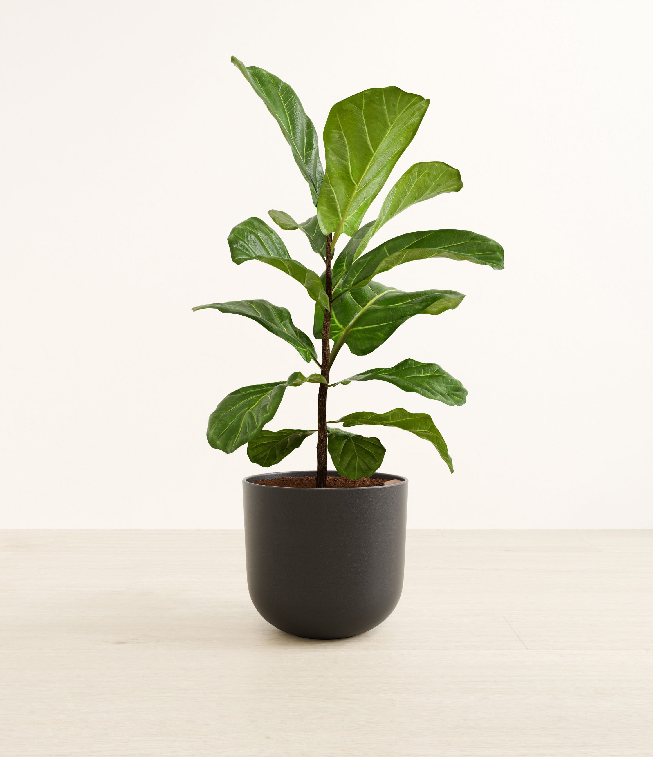 Fiddle Leaf Fig plant