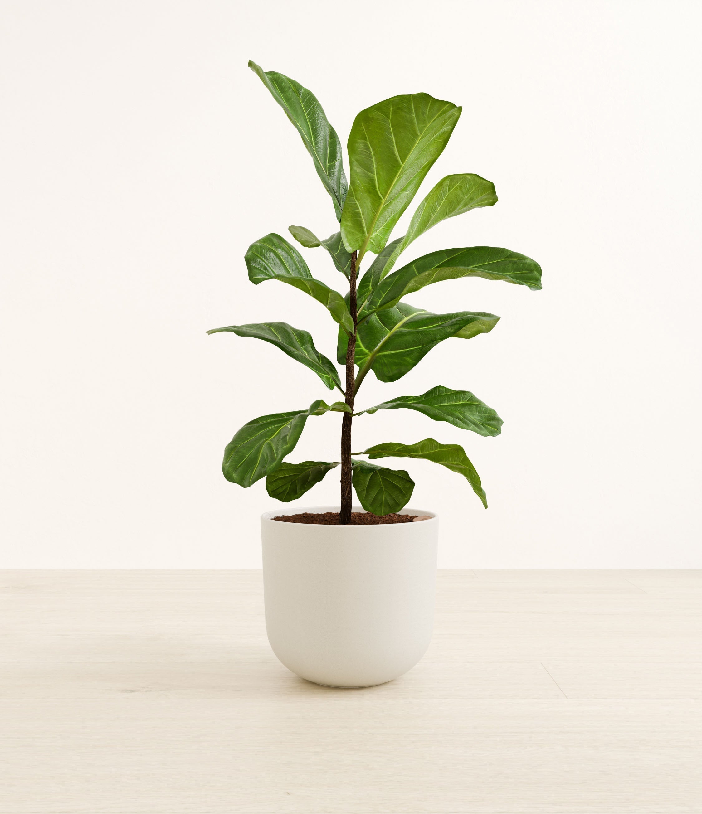 Fiddle Leaf Fig plant
