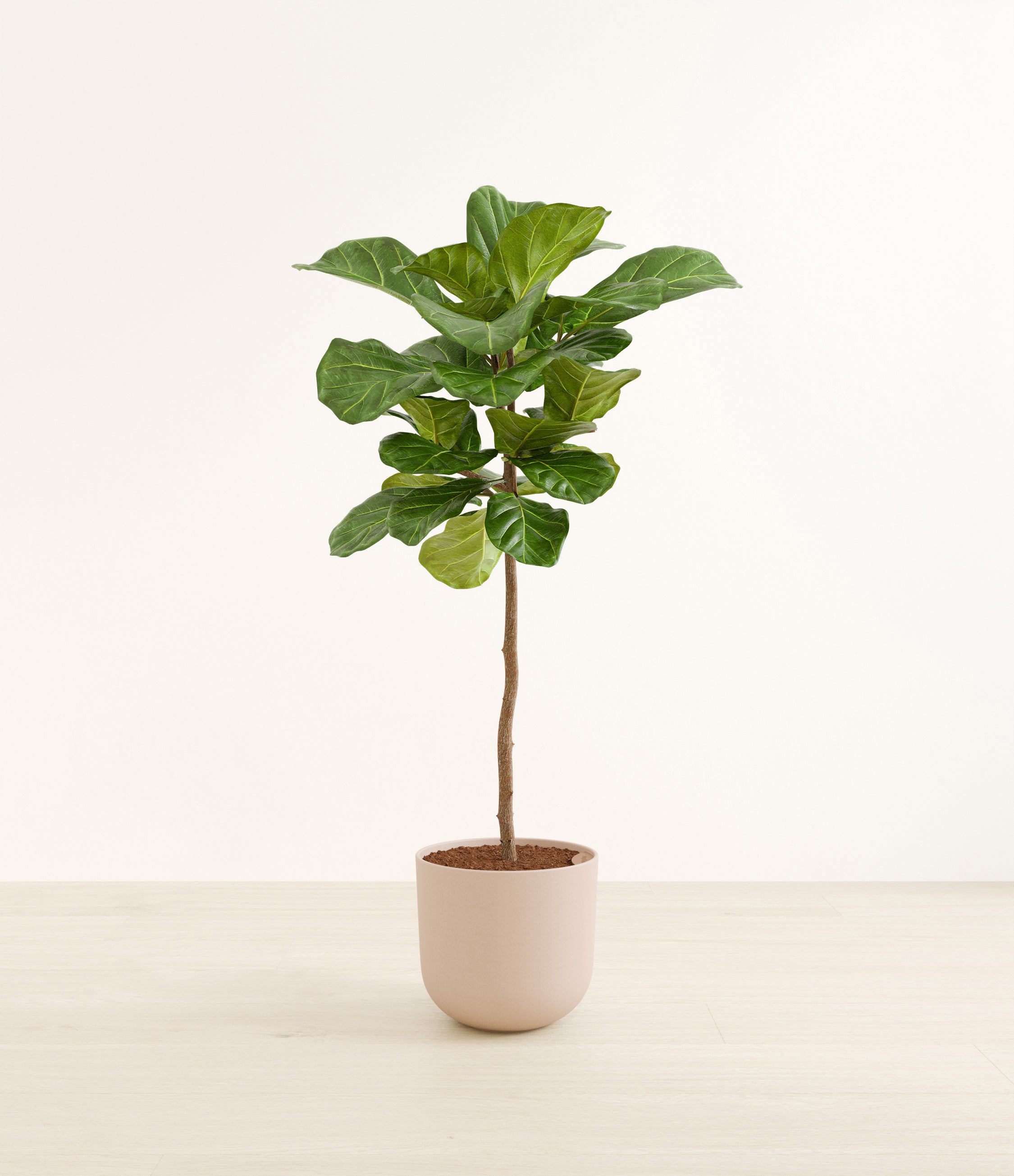 Fiddle Leaf Fig Tree plant