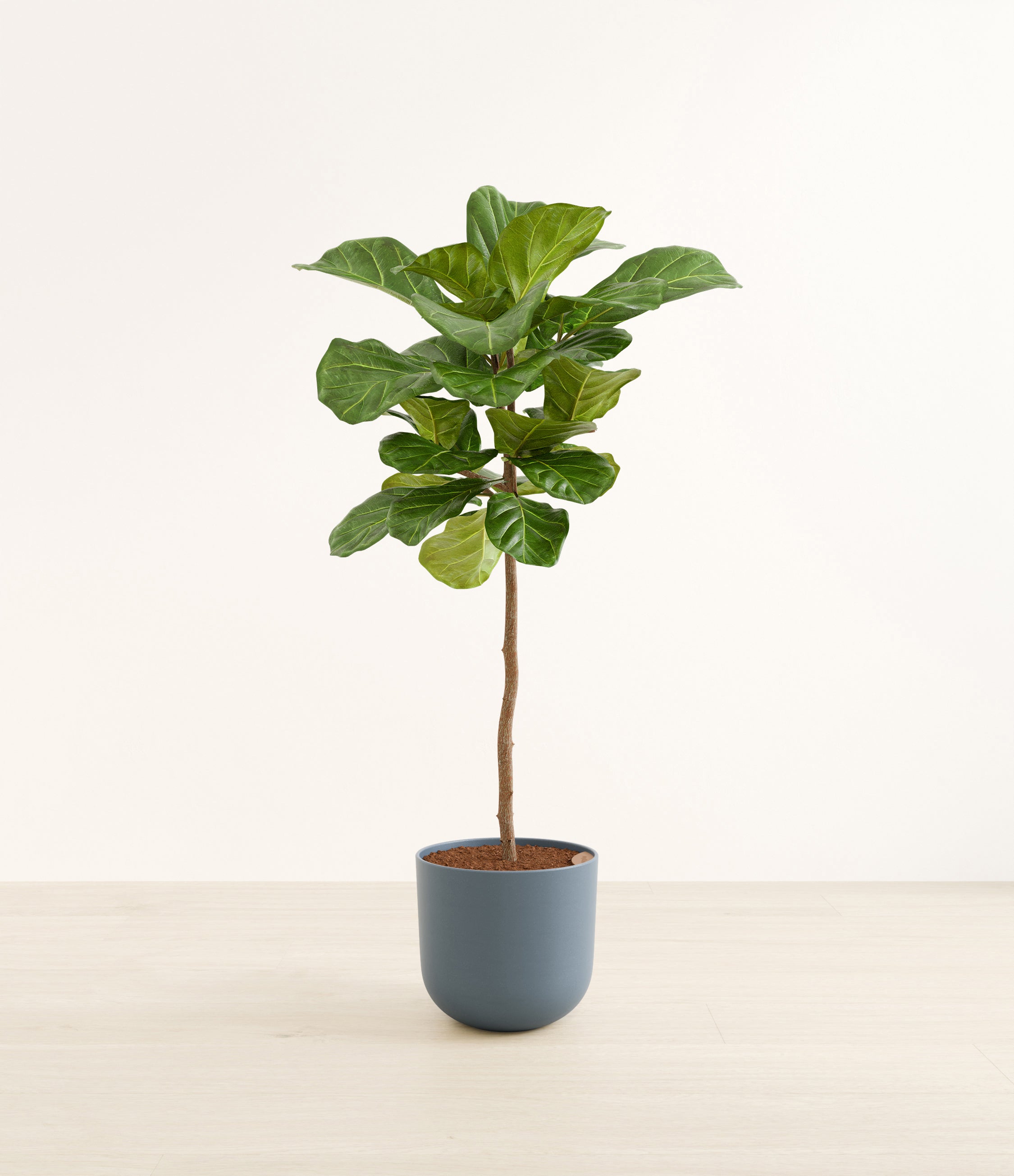 Fiddle Leaf Fig Tree plant