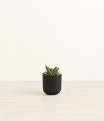 Gasteria Retusa plant