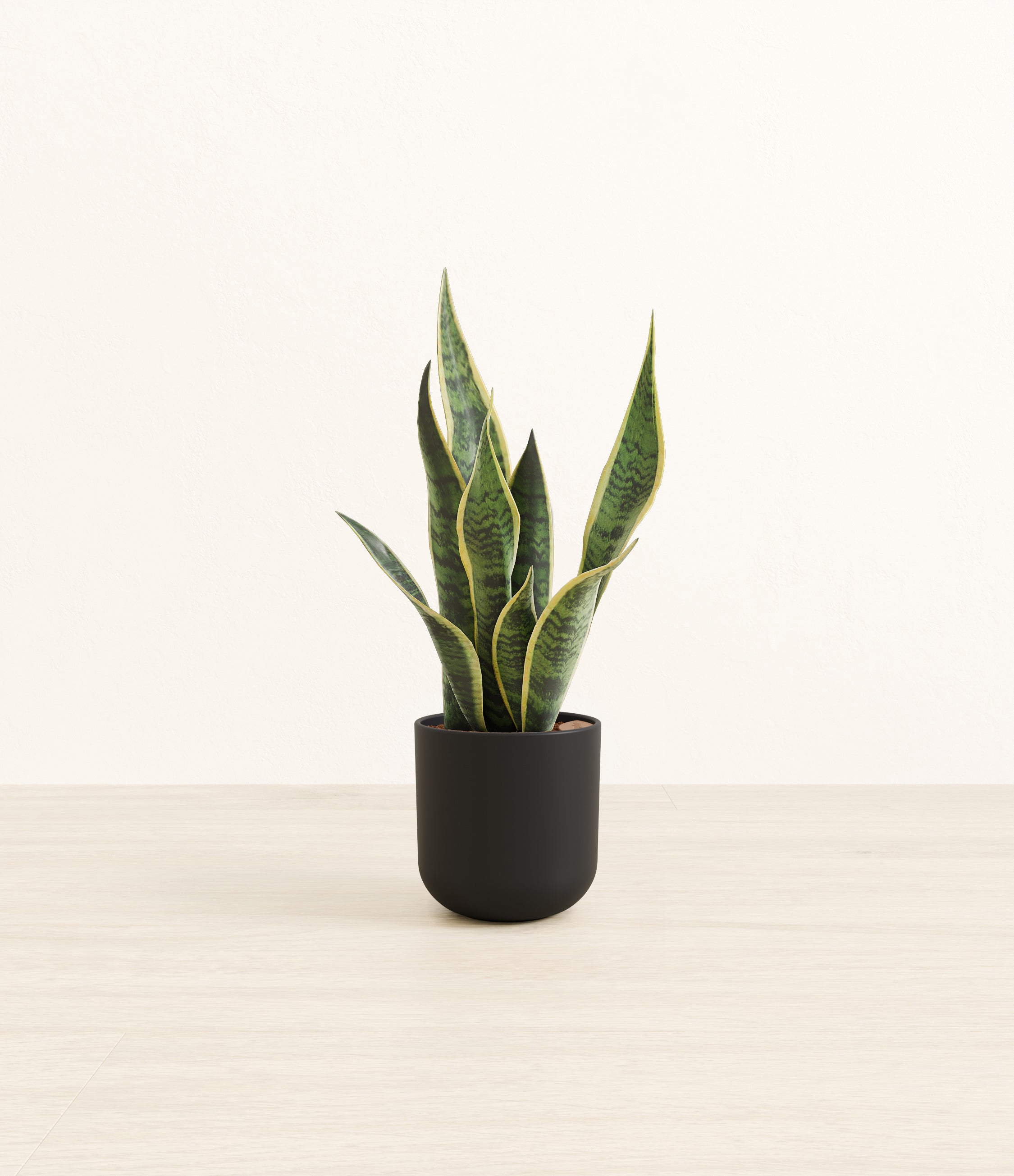 Golden Snake Plant plant
