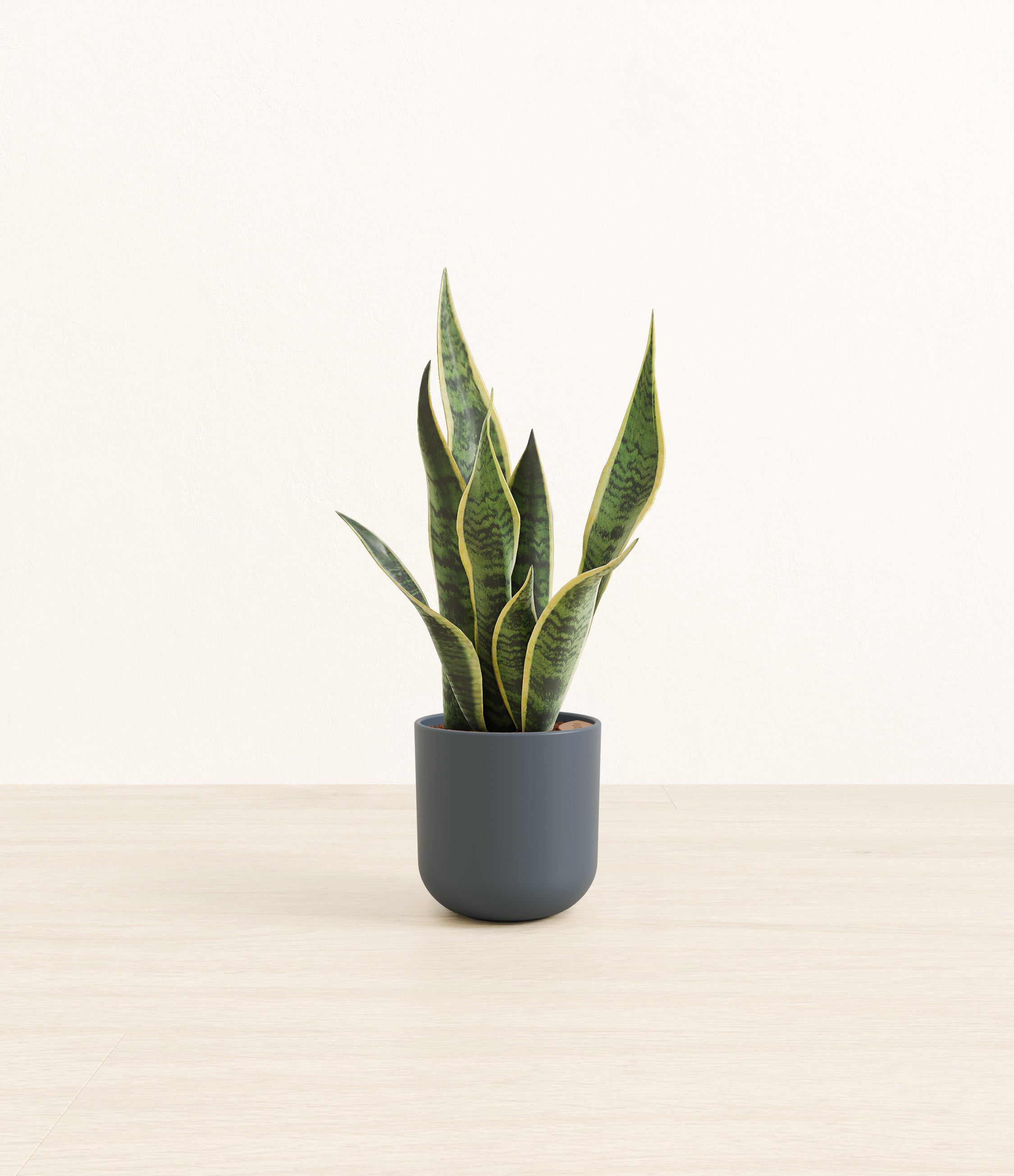 Golden Snake Plant plant