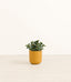 Goldfish Plant plant