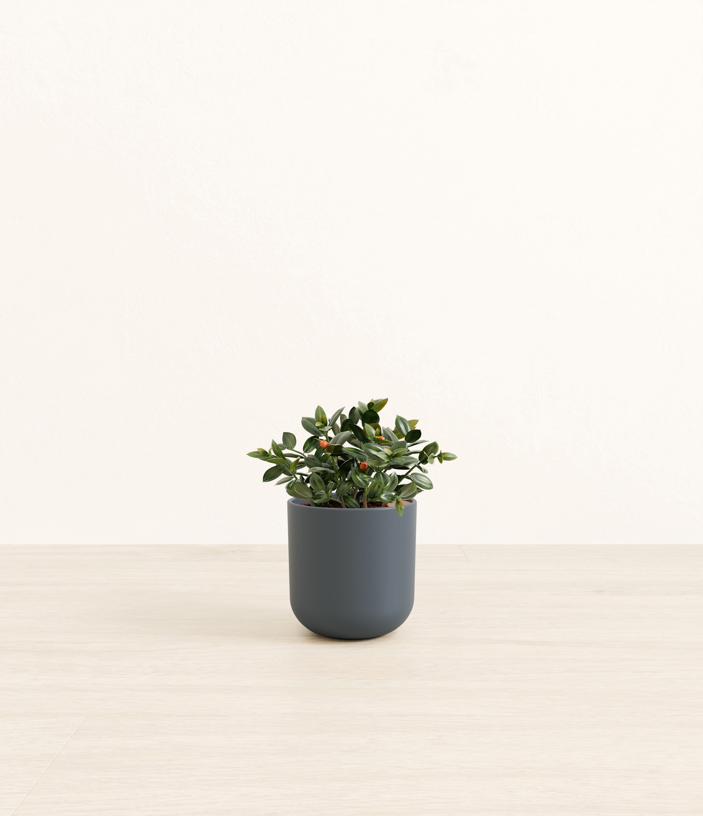 Goldfish Plant plant