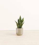 Green Snake Plant plant