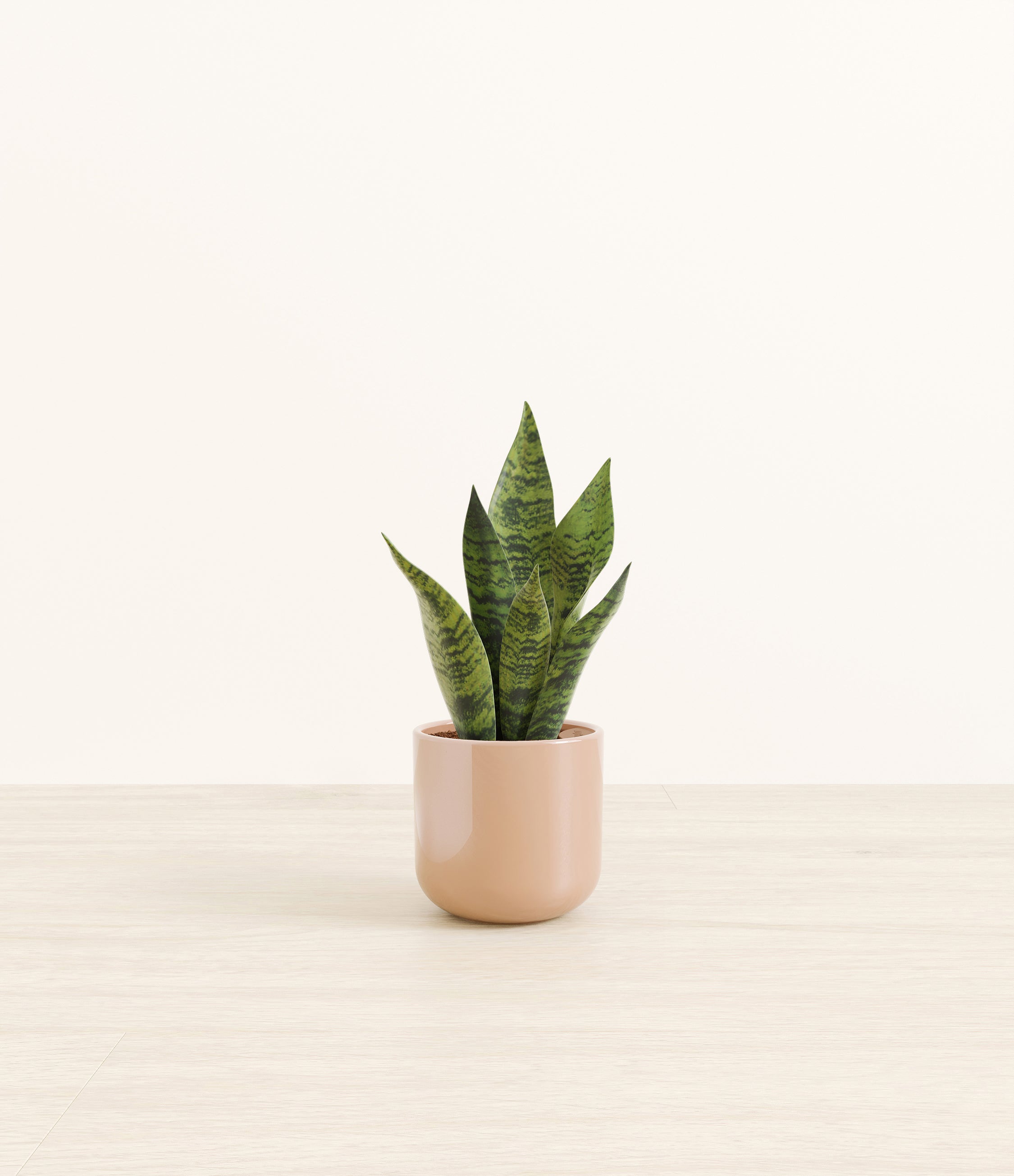 Green Snake Plant plant