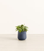 Heartleaf plant