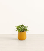 Heartleaf plant