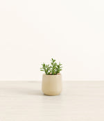 Jade Plant plant