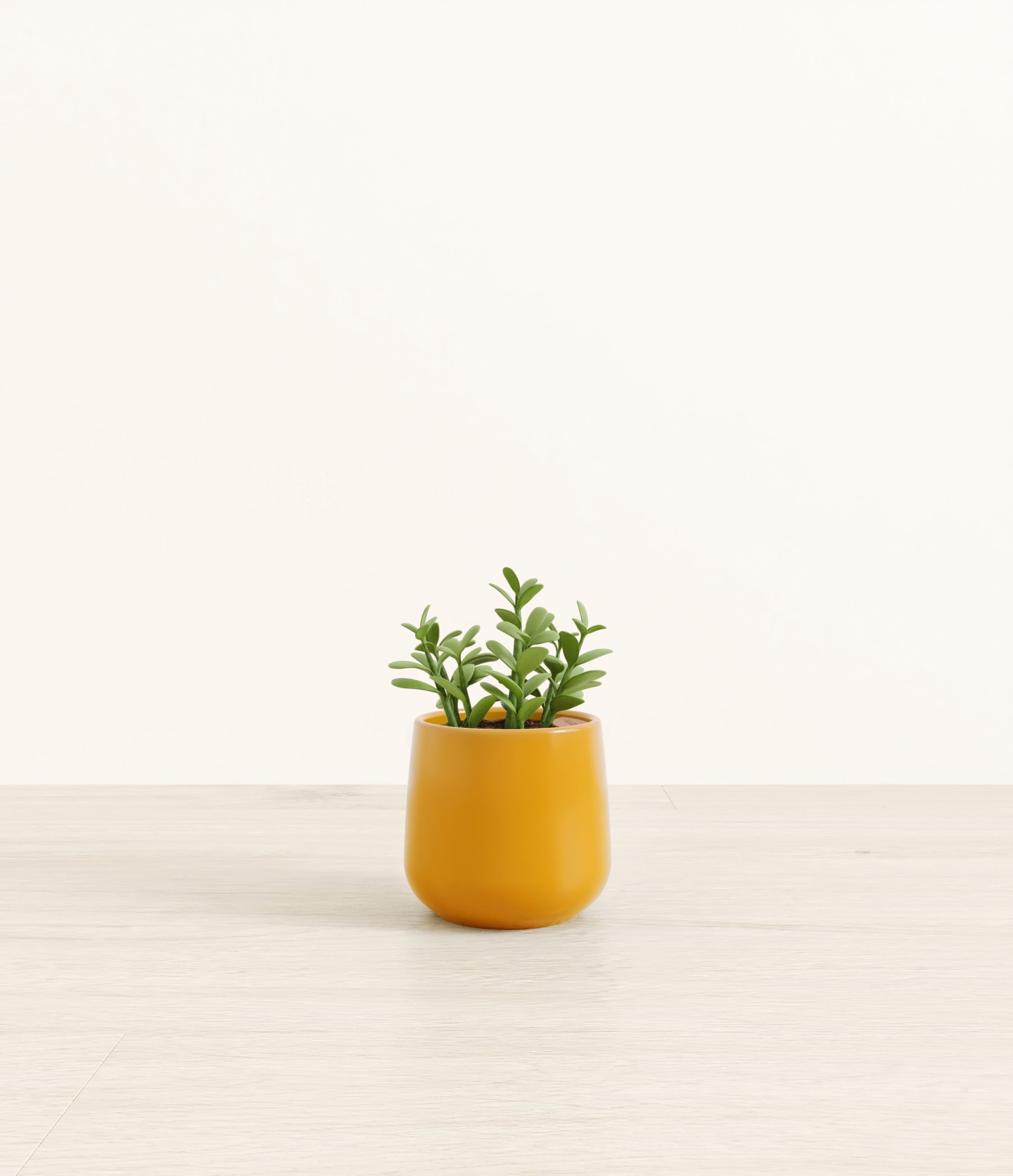 Jade Plant plant