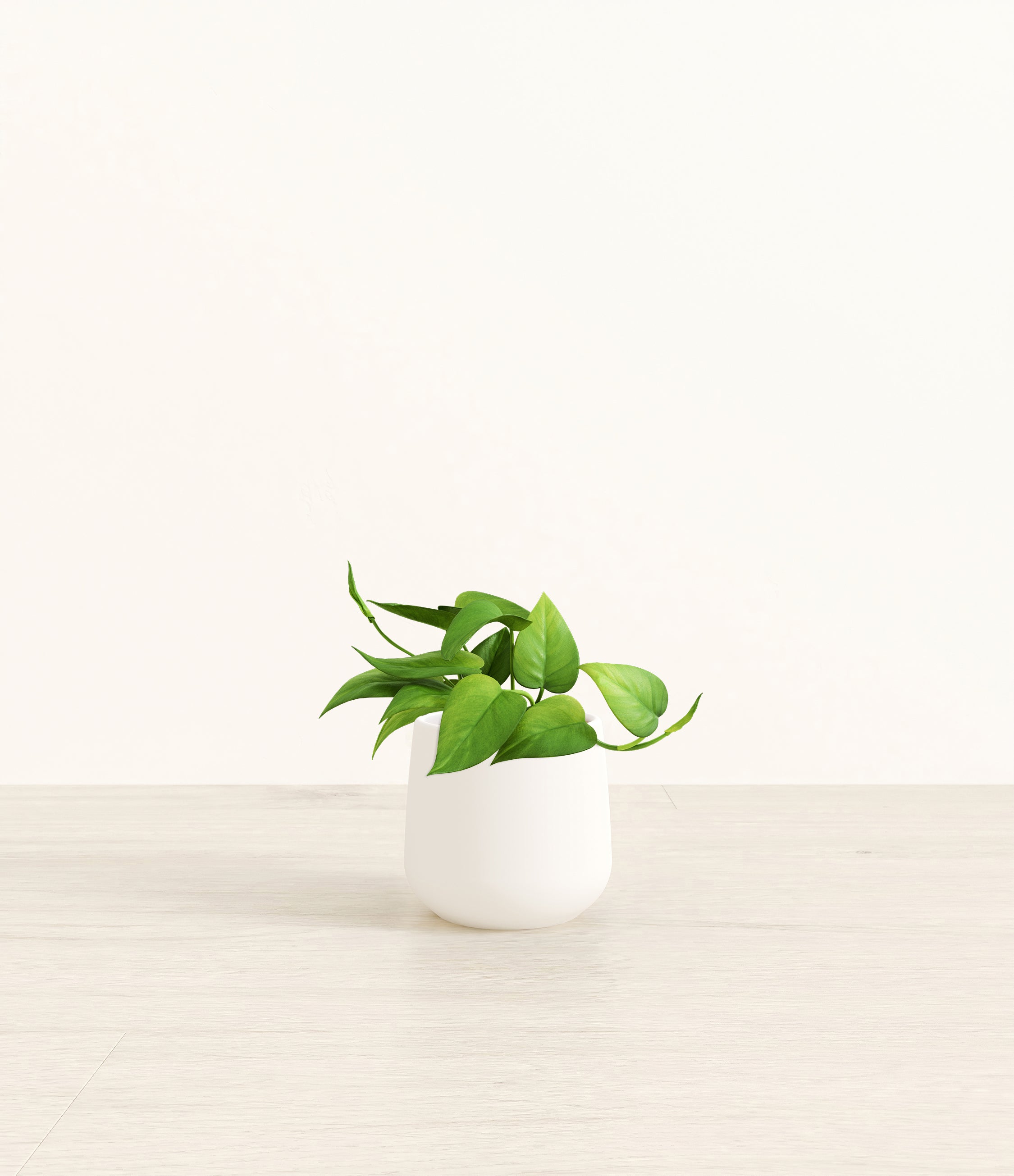 Jade Pothos plant