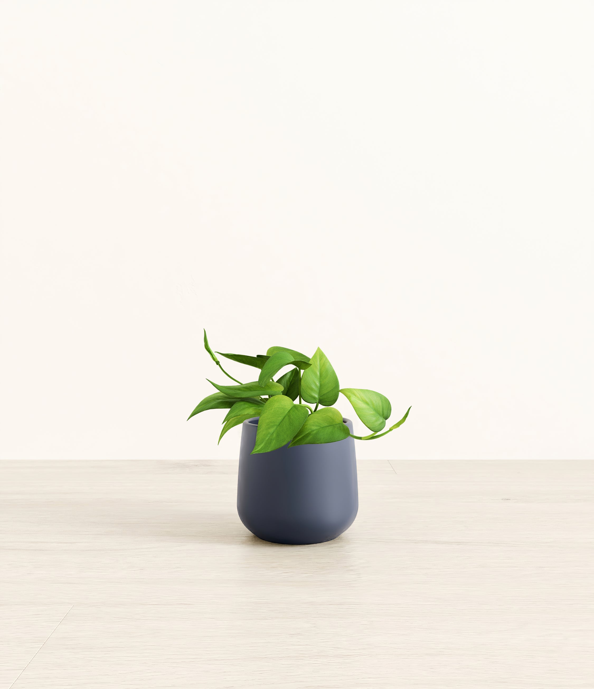 Jade Pothos plant