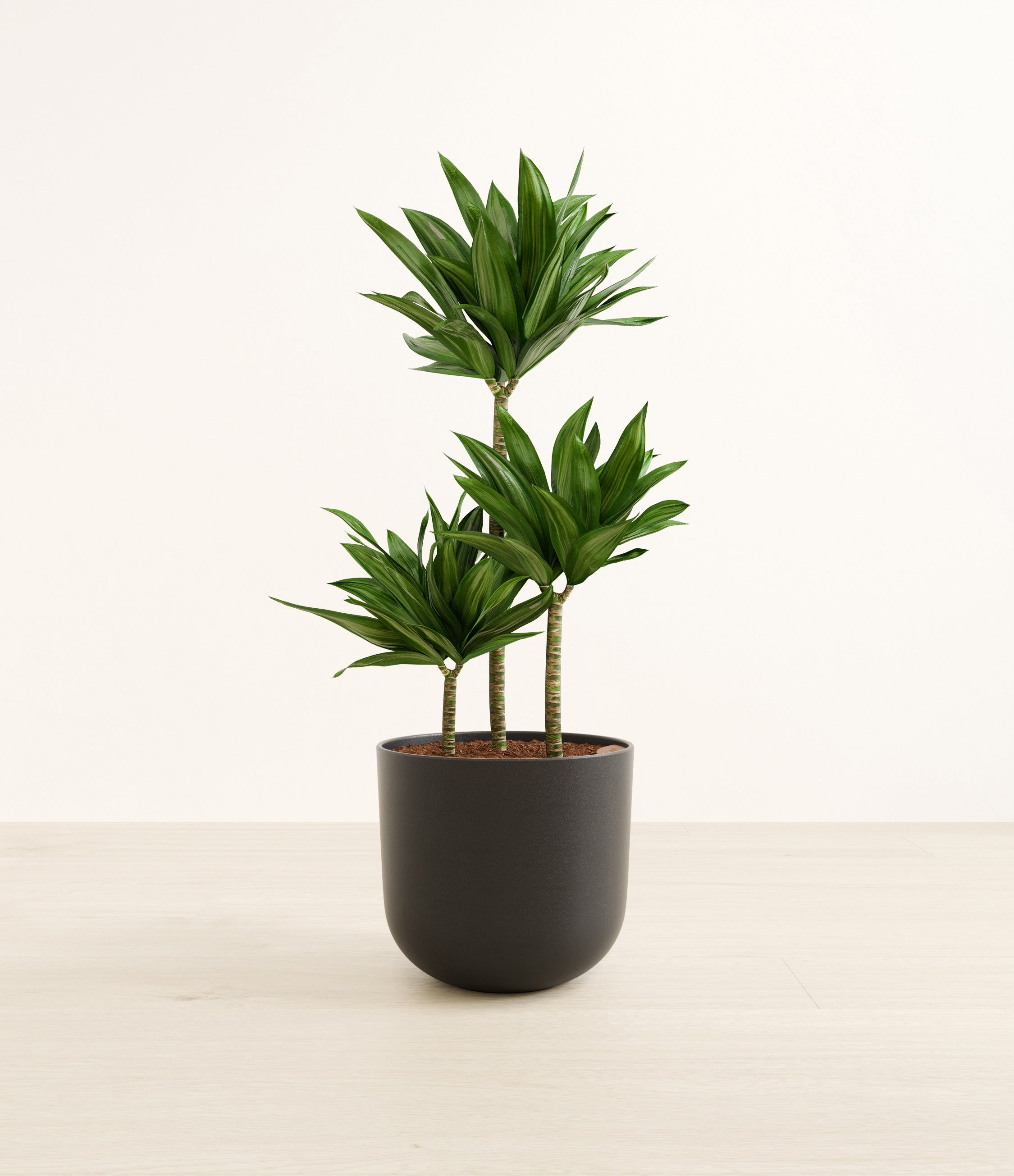 Janet Craig Compacta plant