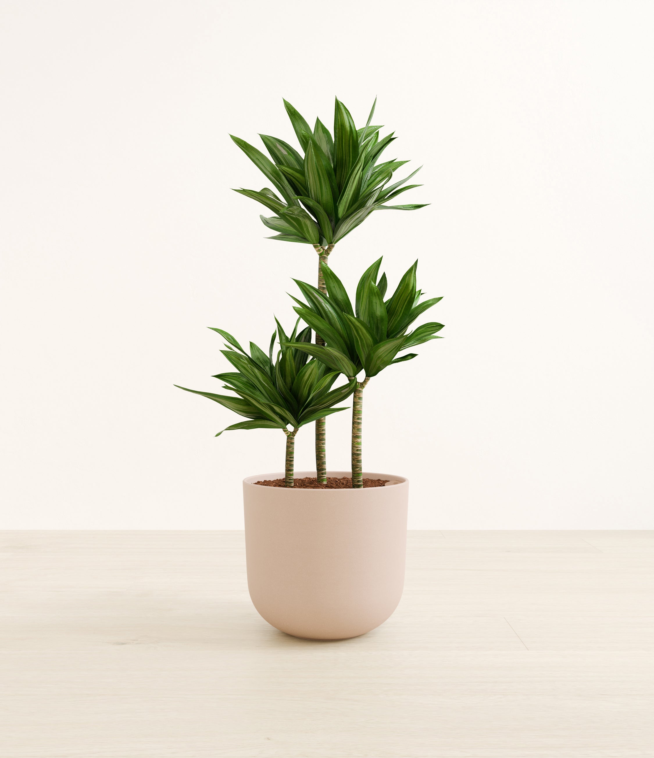 Janet Craig Compacta plant