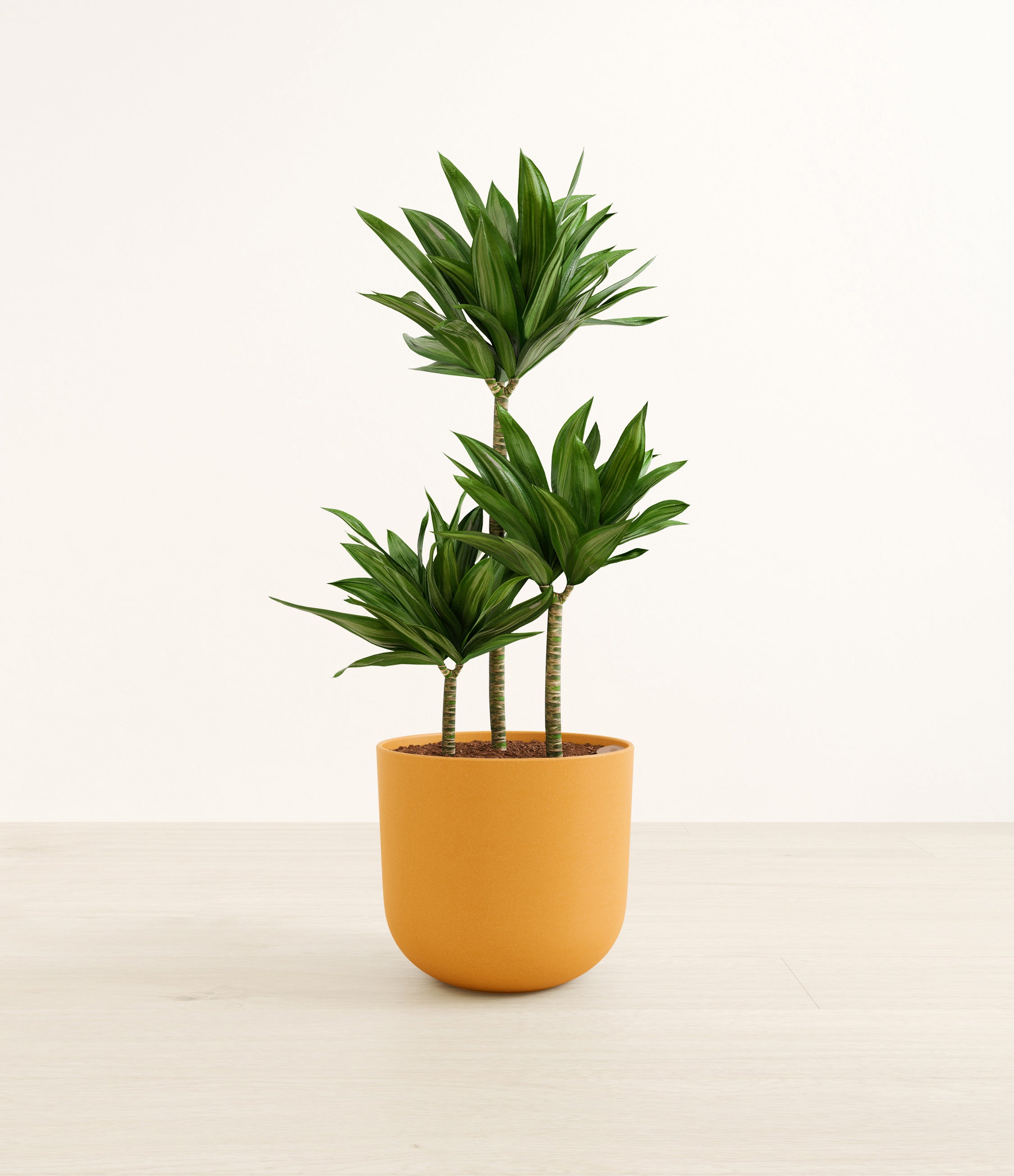 Janet Craig Compacta plant