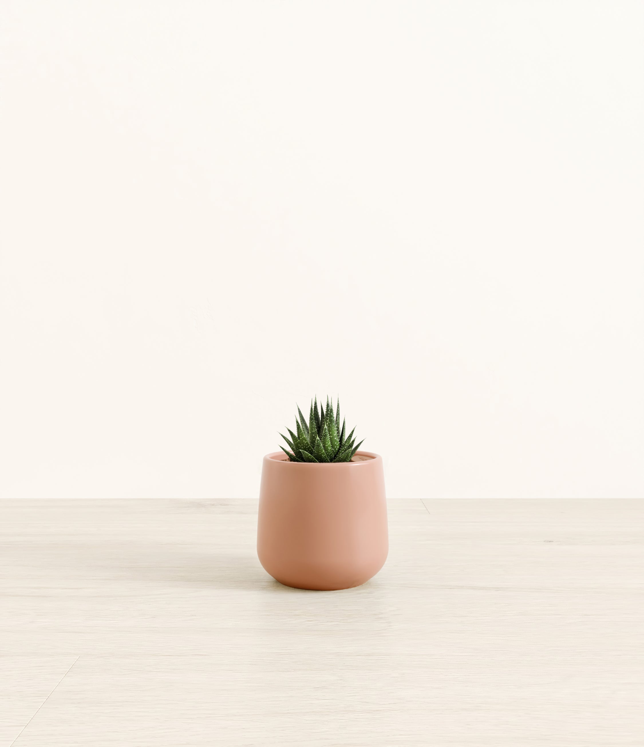 Lace Aloe plant