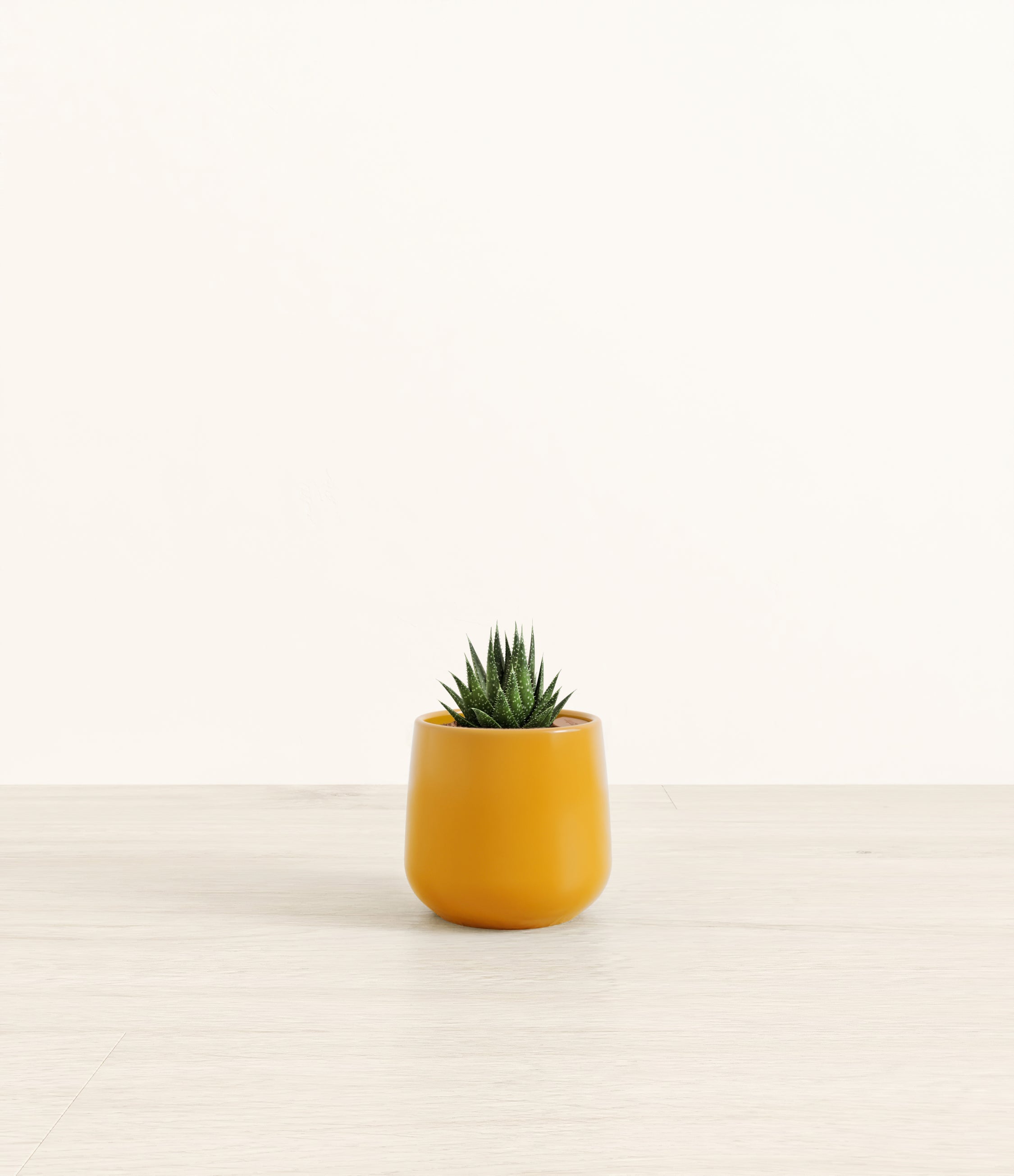 Lace Aloe plant