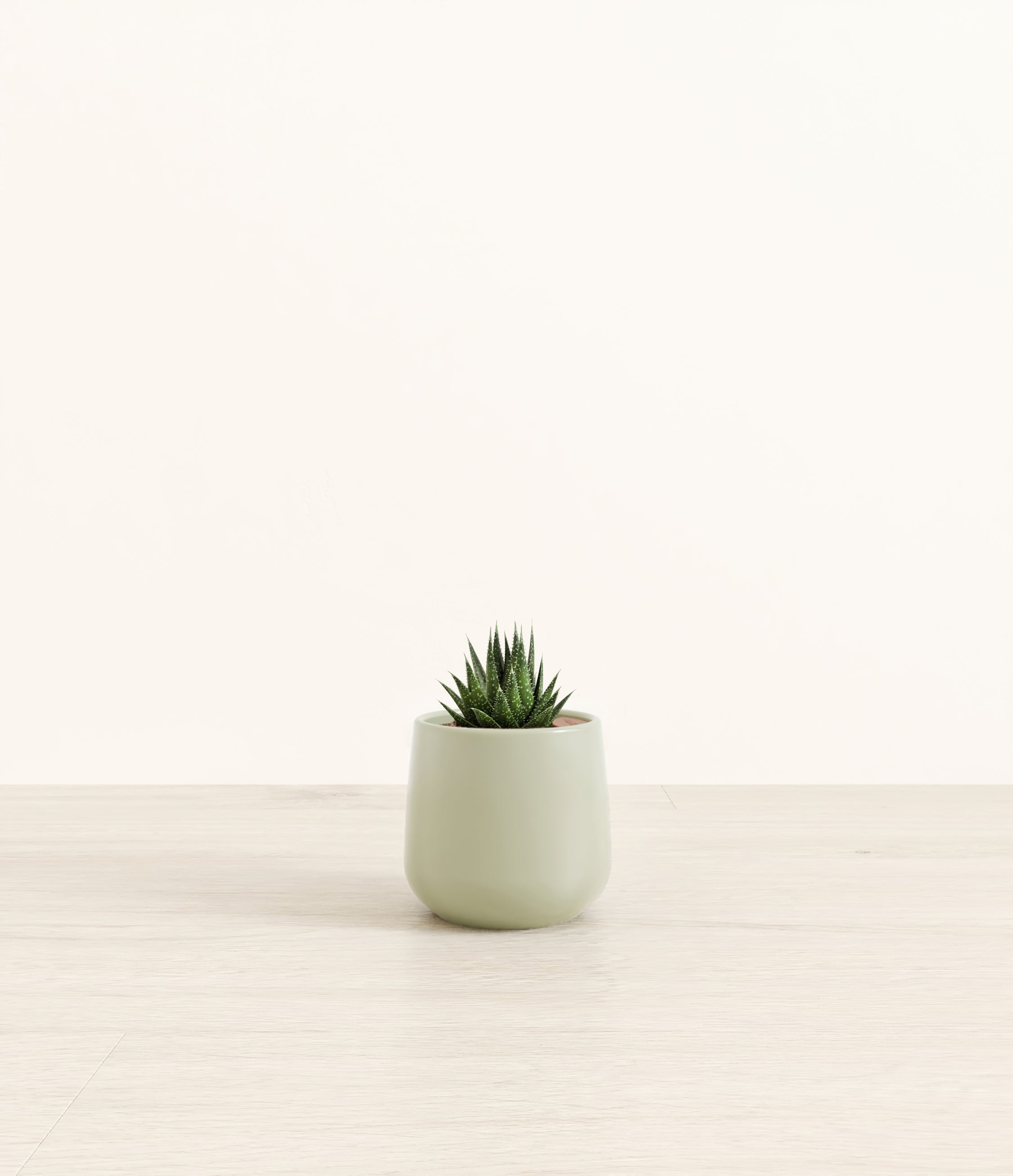 Lace Aloe plant