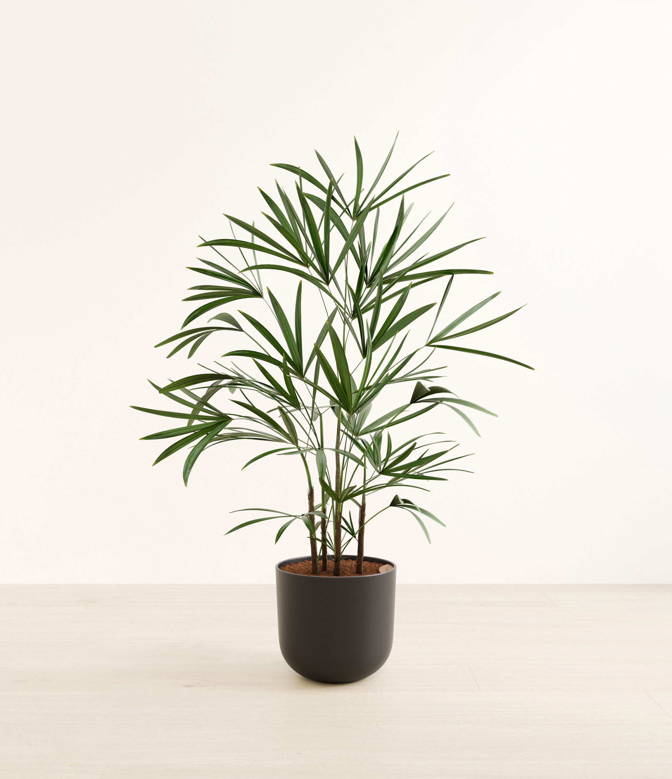 Lady Palm plant