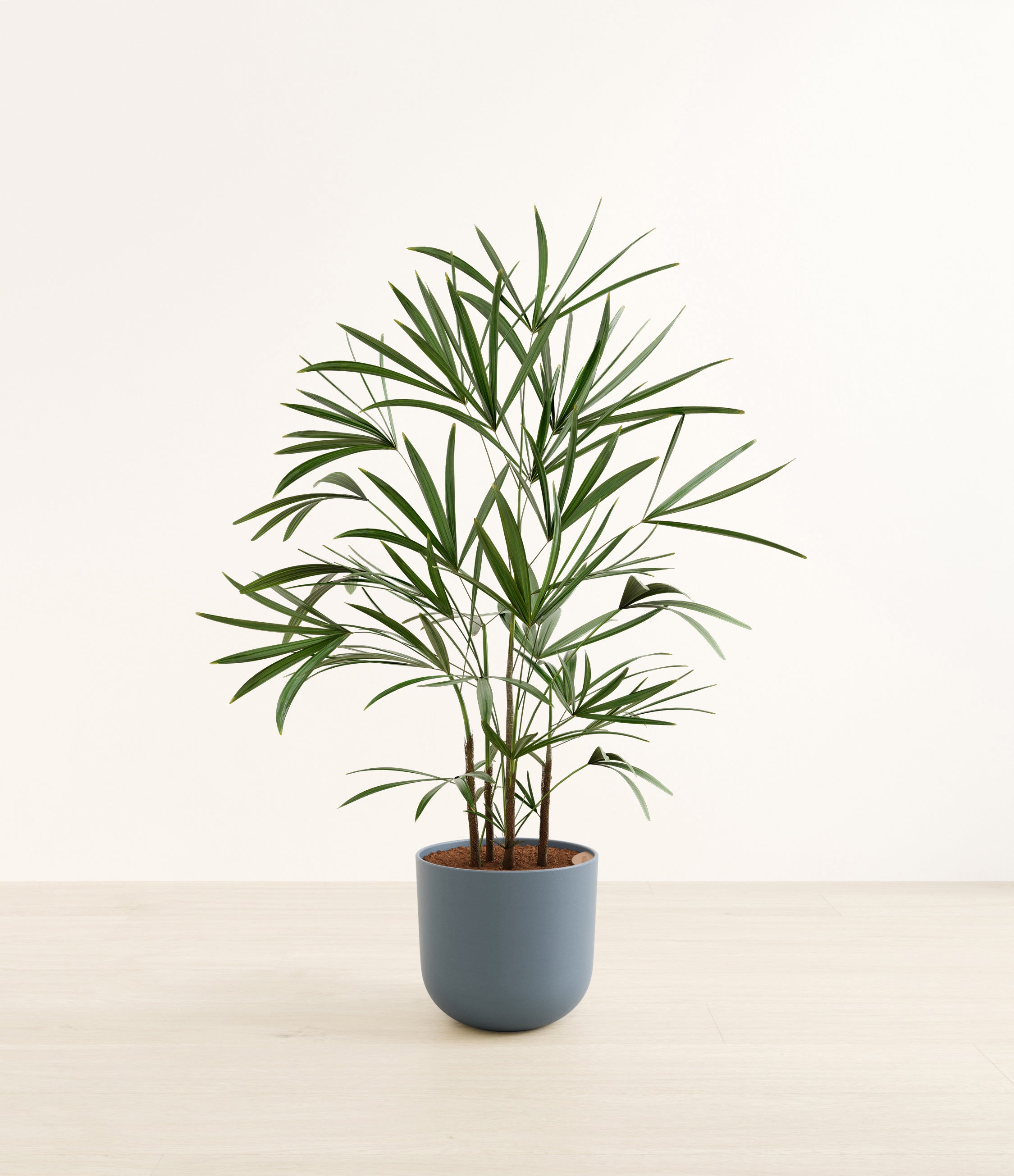 Lady Palm plant
