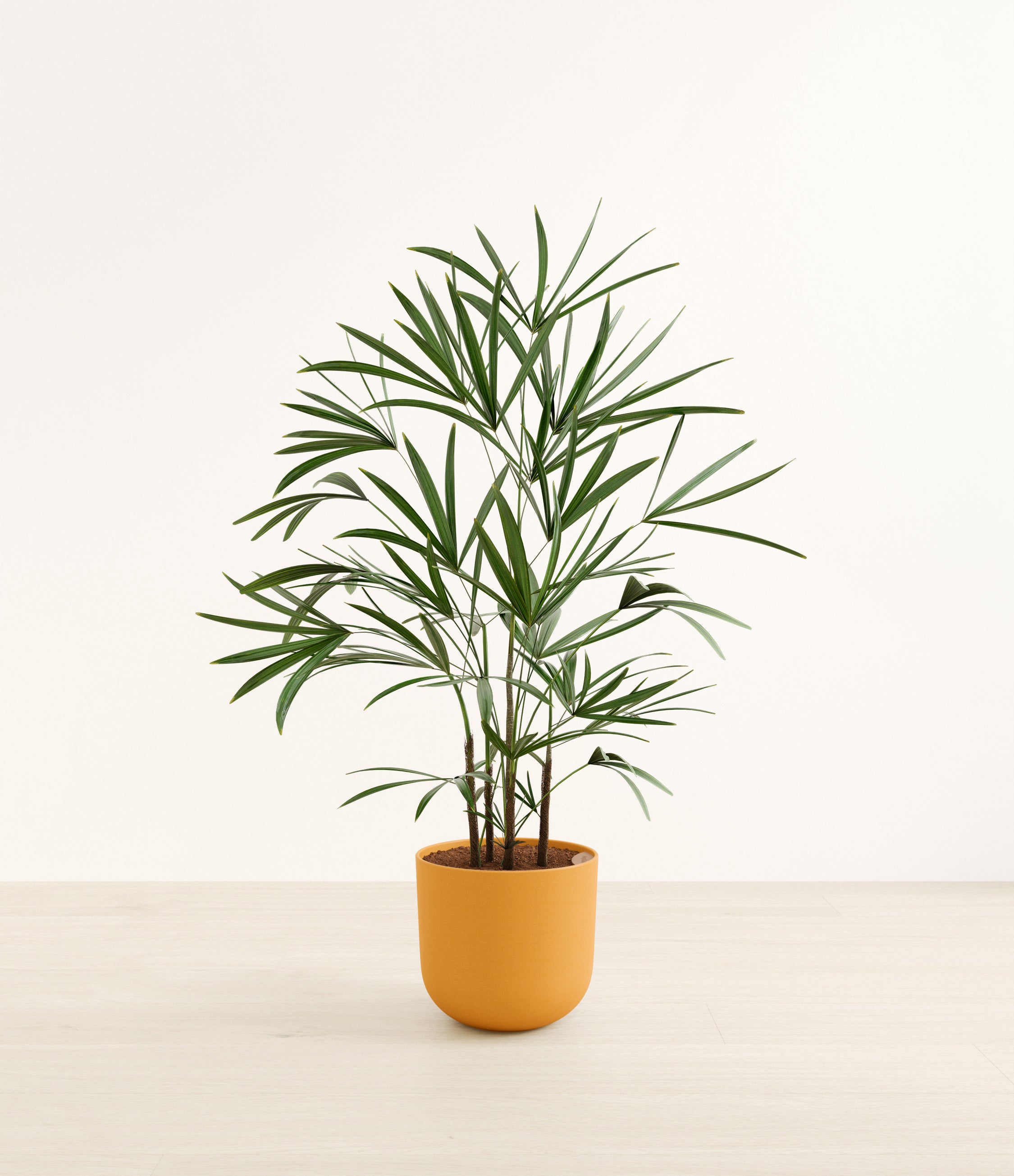 Lady Palm plant