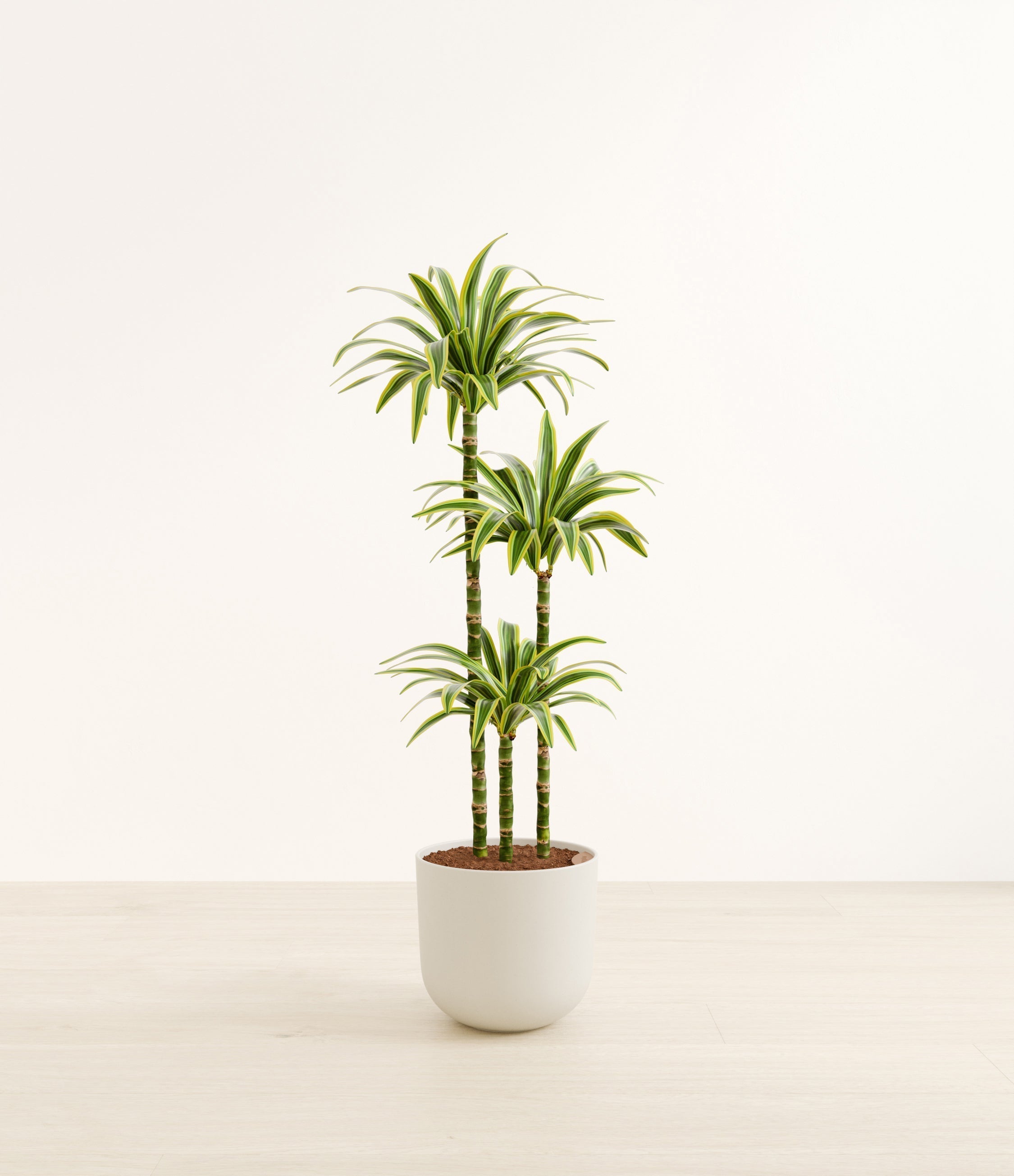 Lemon Lime plant